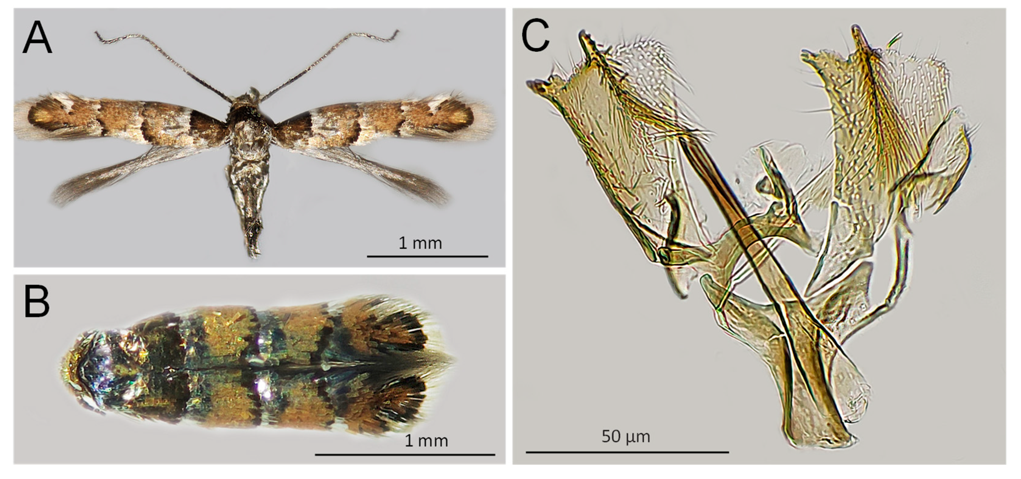 Insects 14 00642 g002 Insects 14 00642 g002