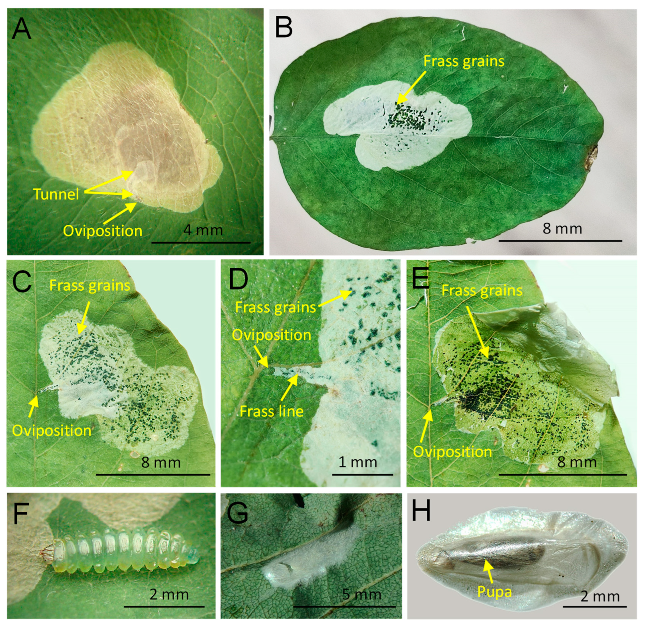 Insects 14 00642 g003 Insects 14 00642 g003