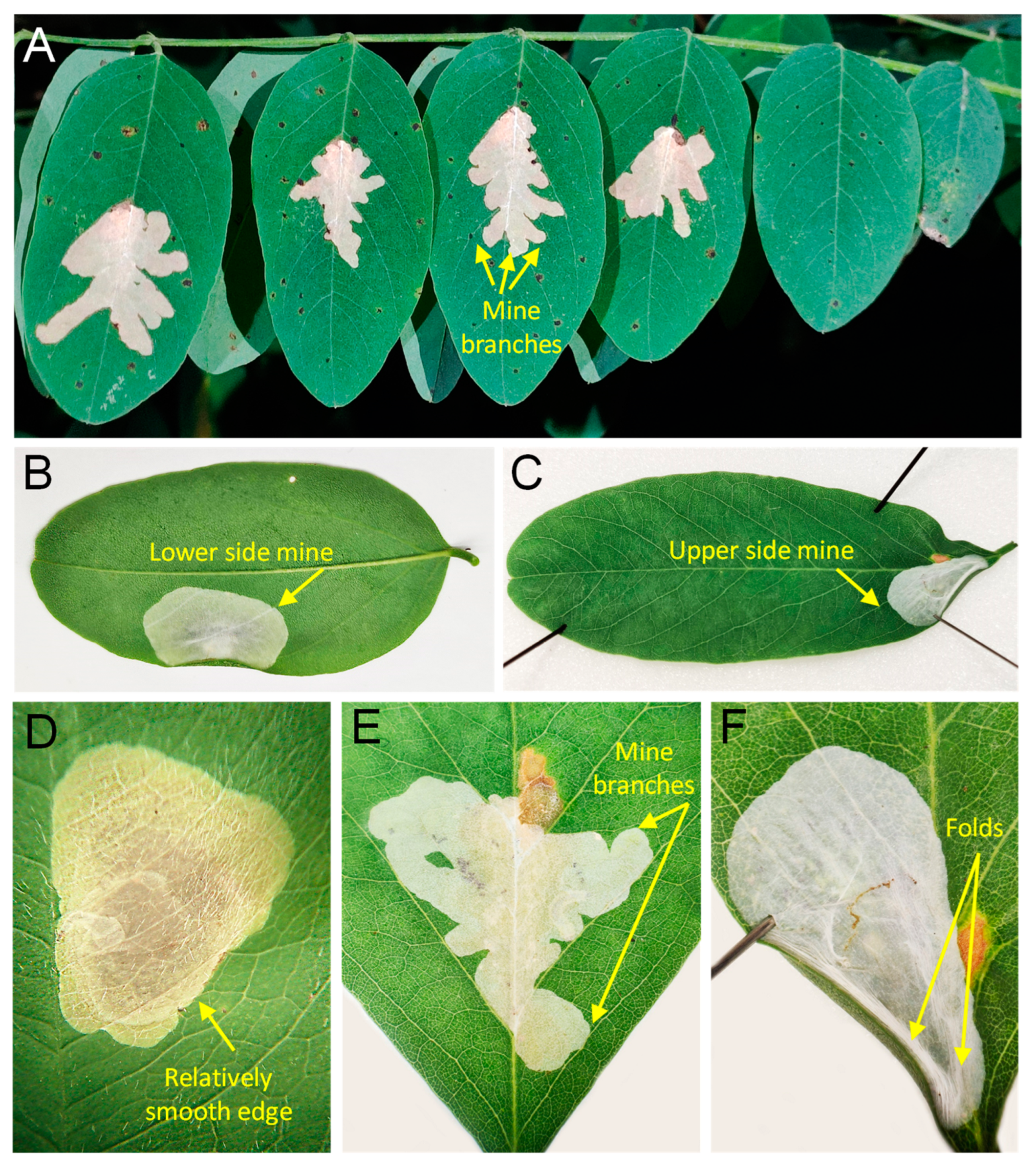 Insects 14 00642 g004 Insects 14 00642 g004