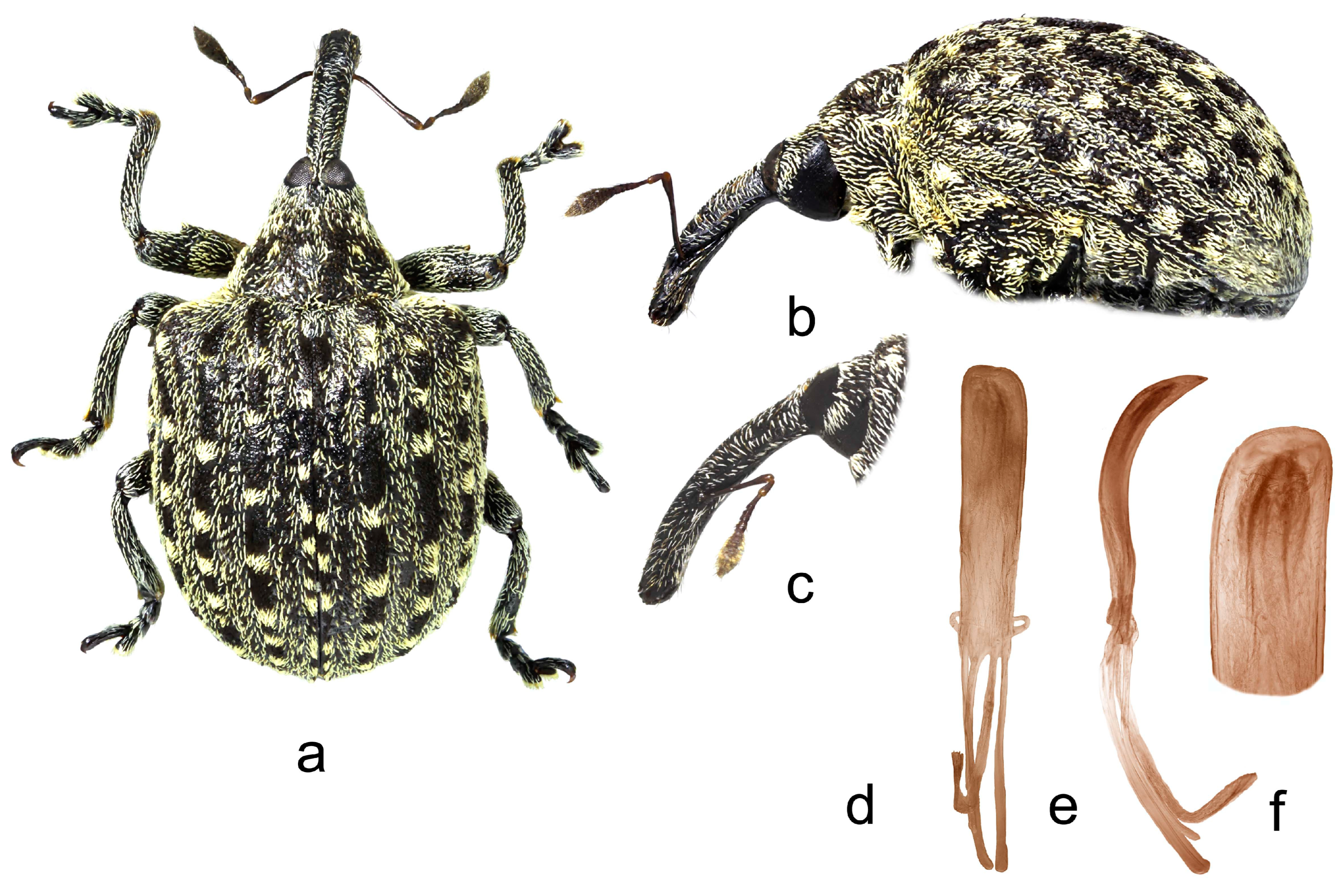 Insects 14 00646 g002