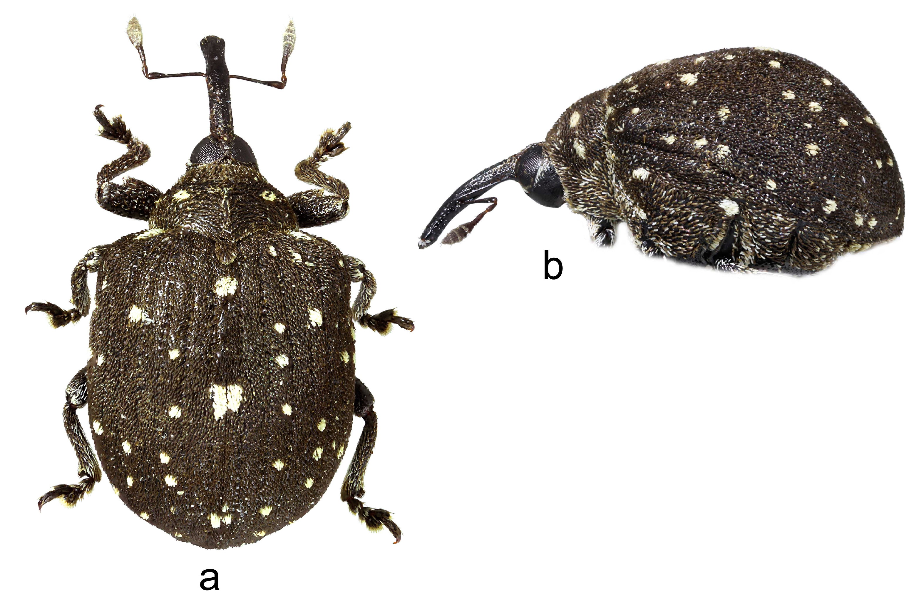 Insects 14 00646 g003