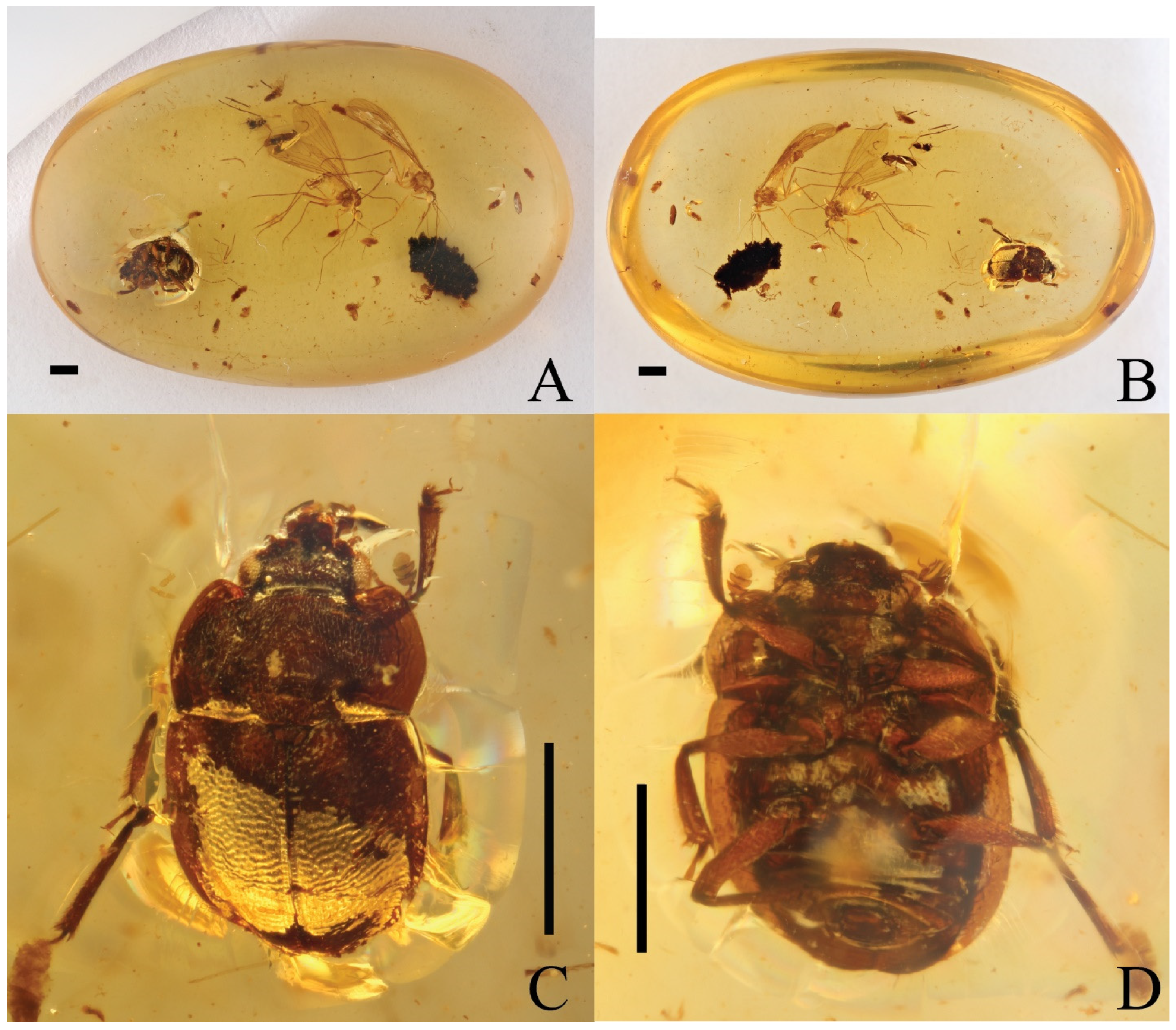 Insects 14 00647 g001