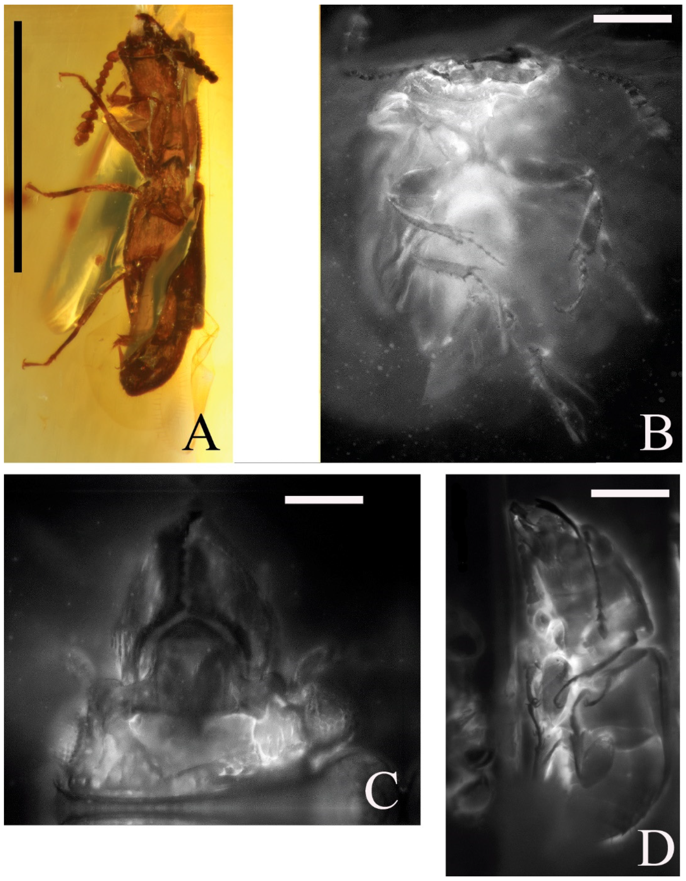 Insects 14 00647 g003