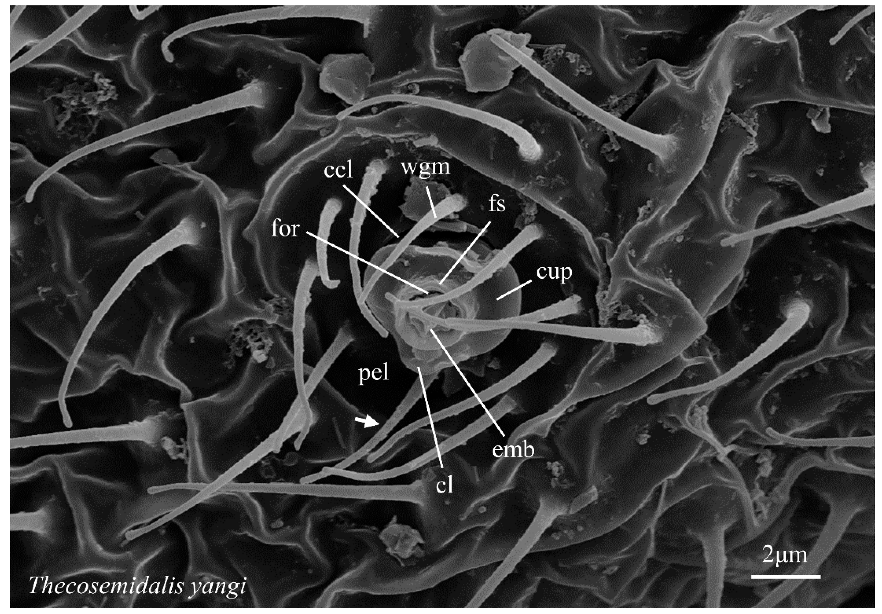 Insects Free FullText Comparative Morphology of Wax Gland Heads in Adult Dustywings