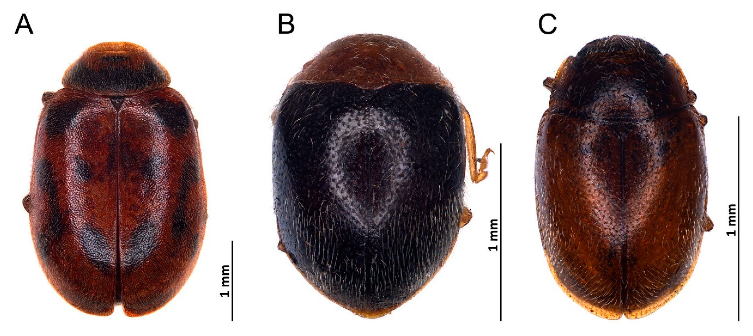 Insects 14 00655 g003 Insects 14 00655 g003