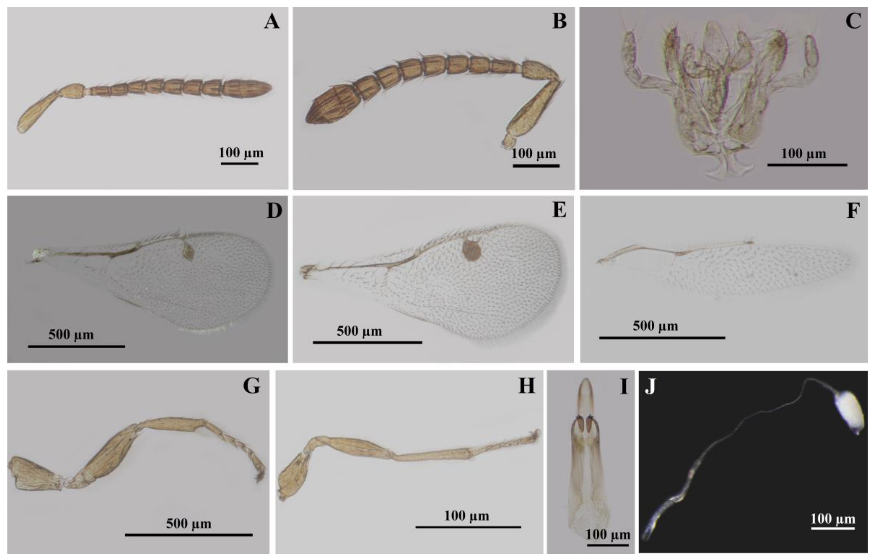 Insects 14 00677 g003