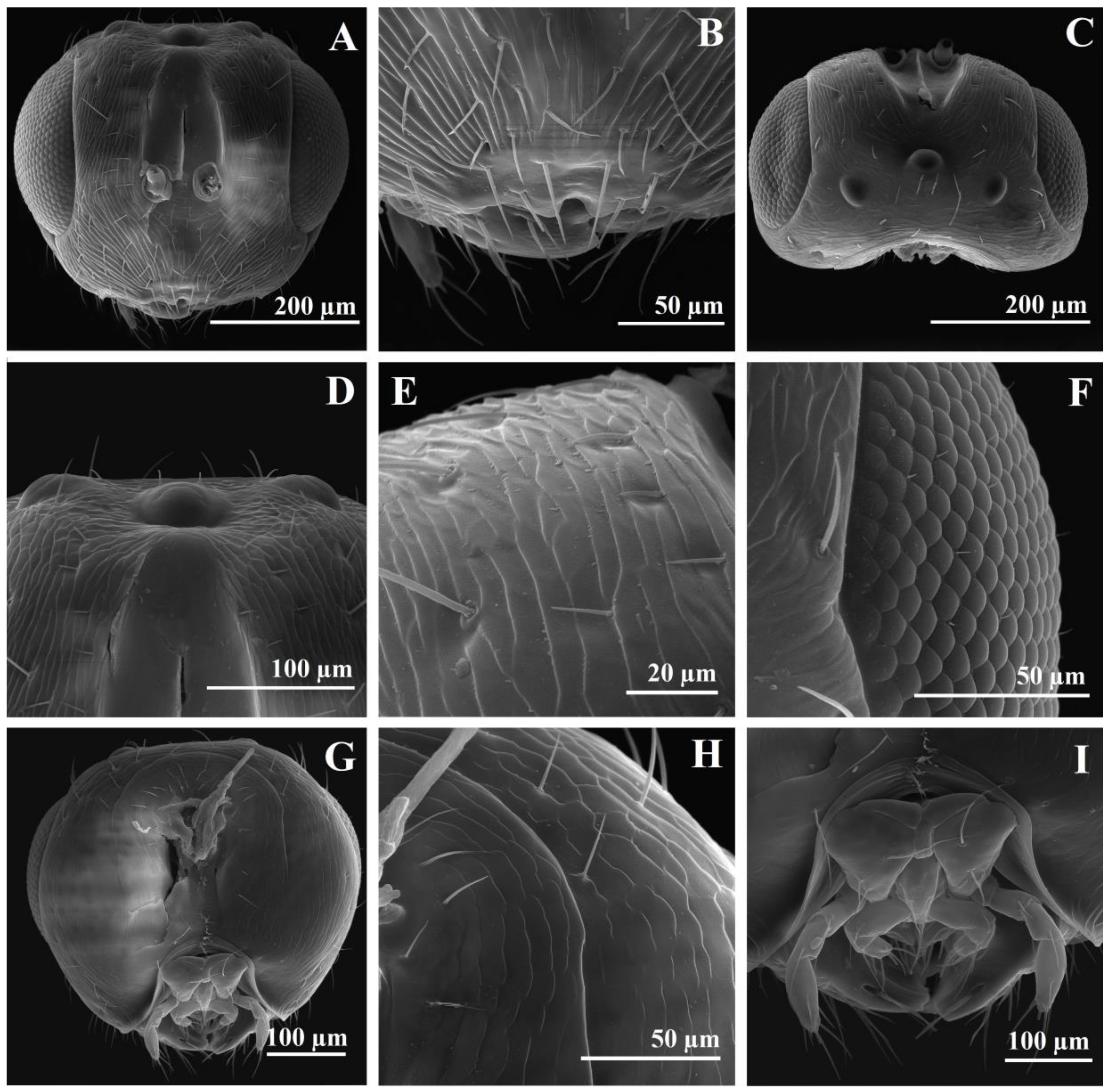 Insects 14 00677 g004