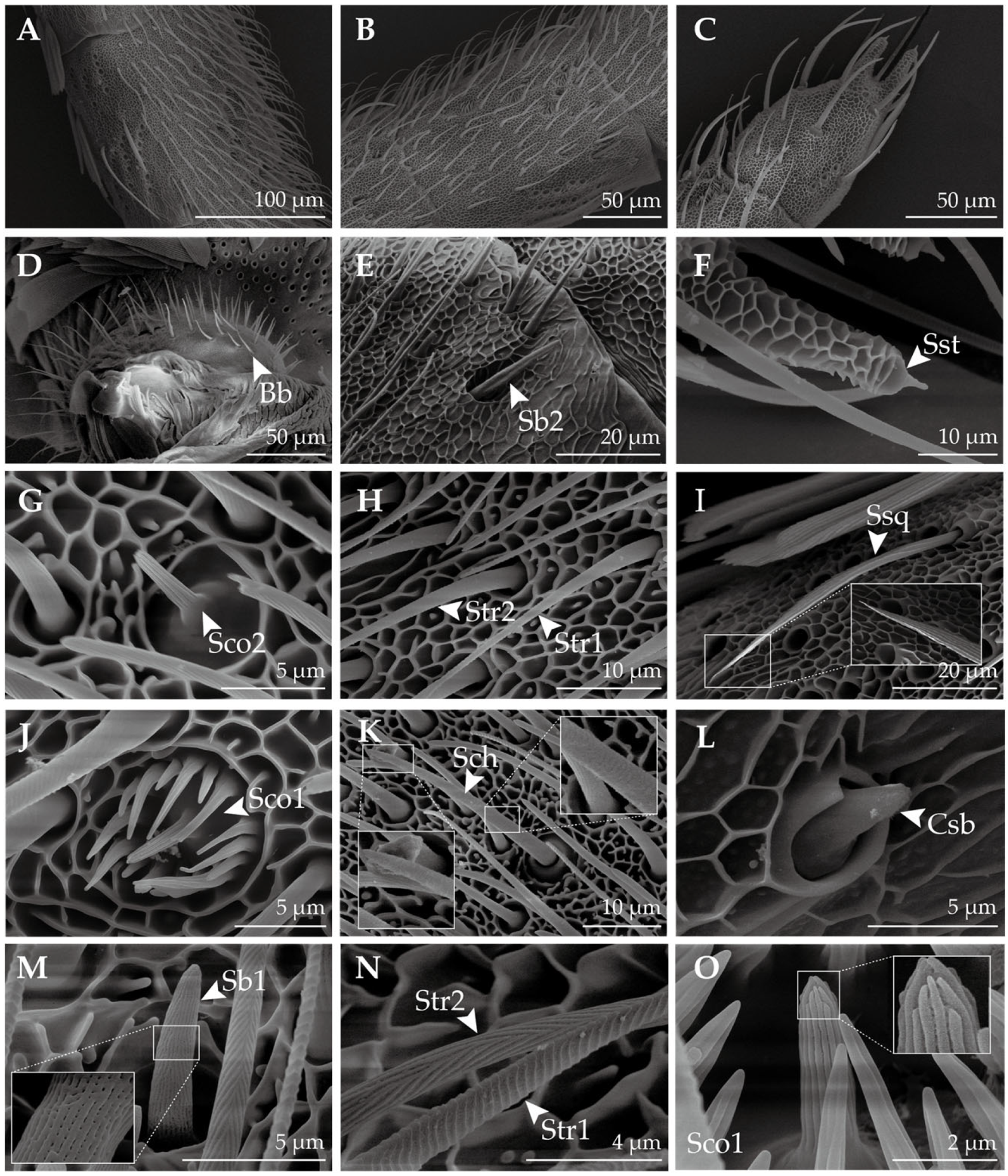 Insects 14 00687 g002