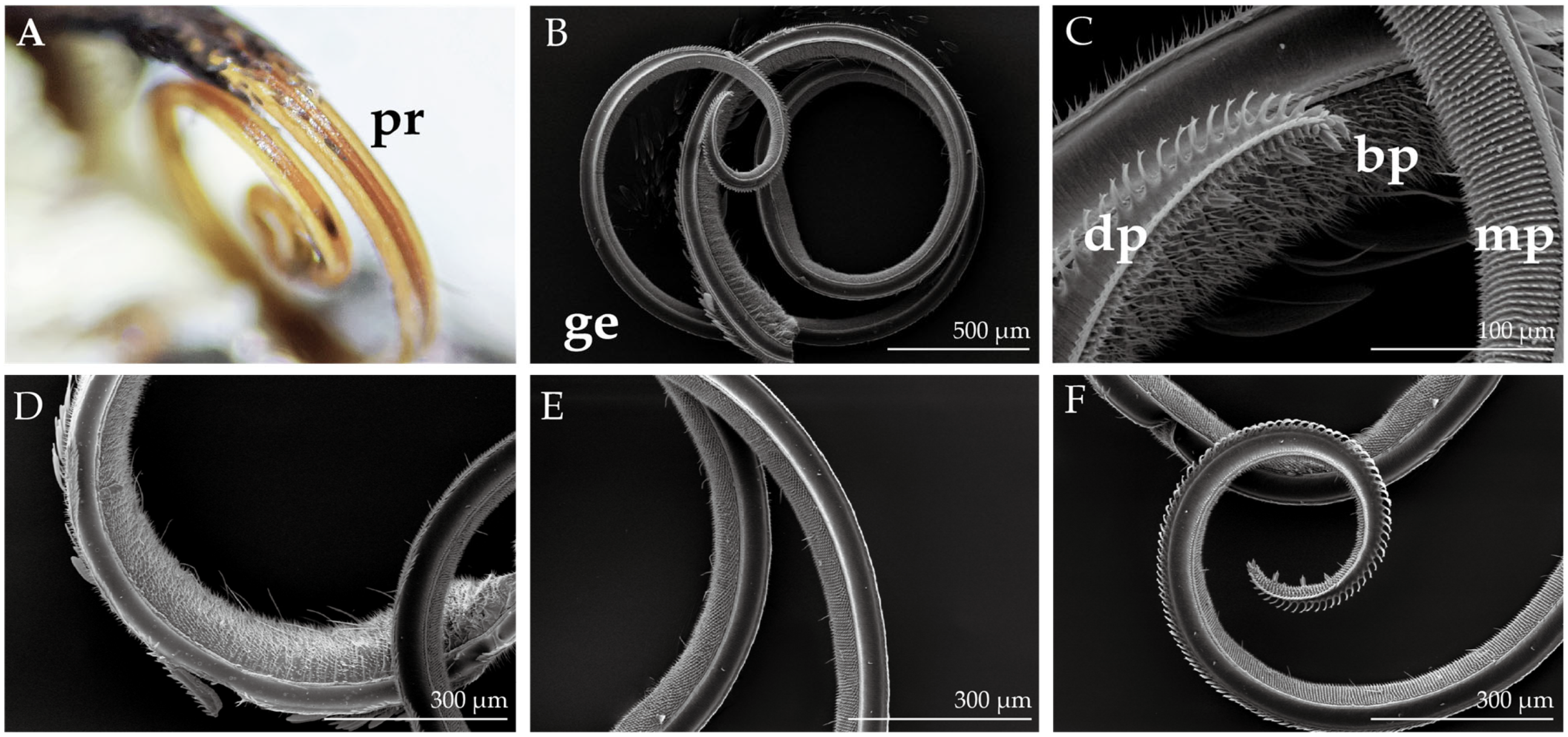 Insects 14 00687 g004