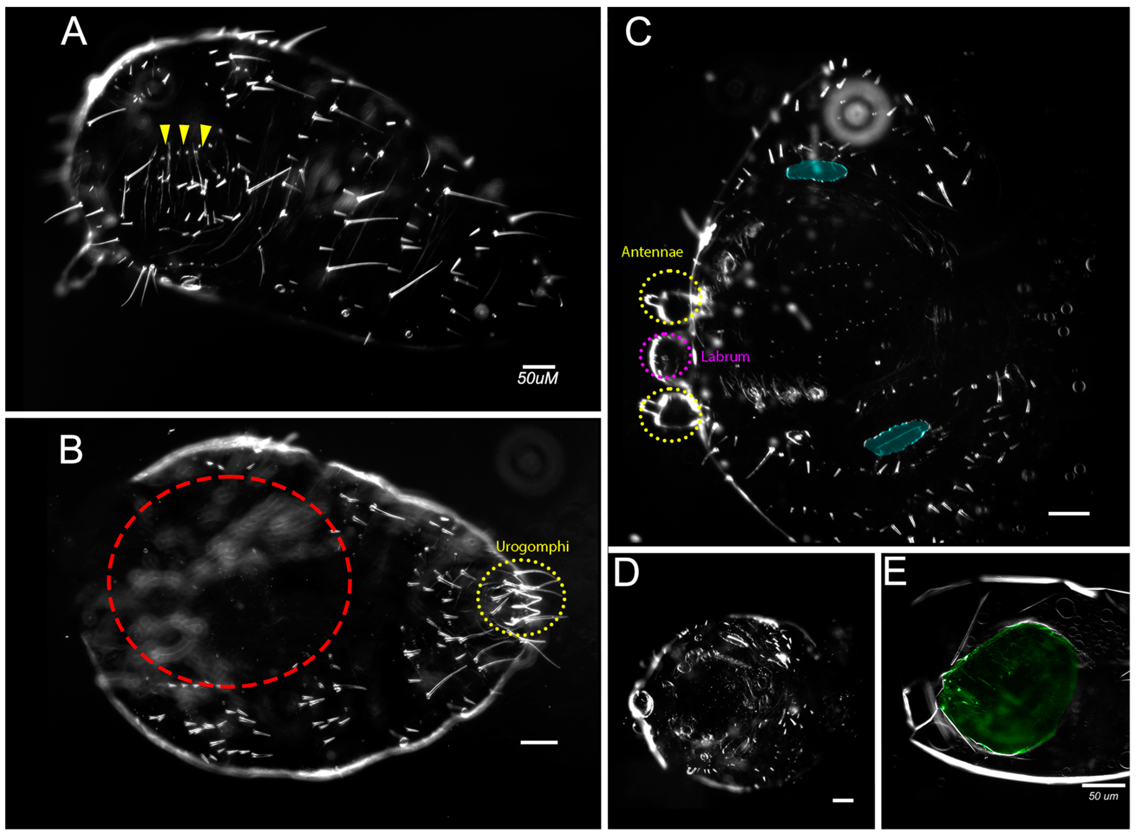 Insects 14 00691 g003 Insects 14 00691 g003