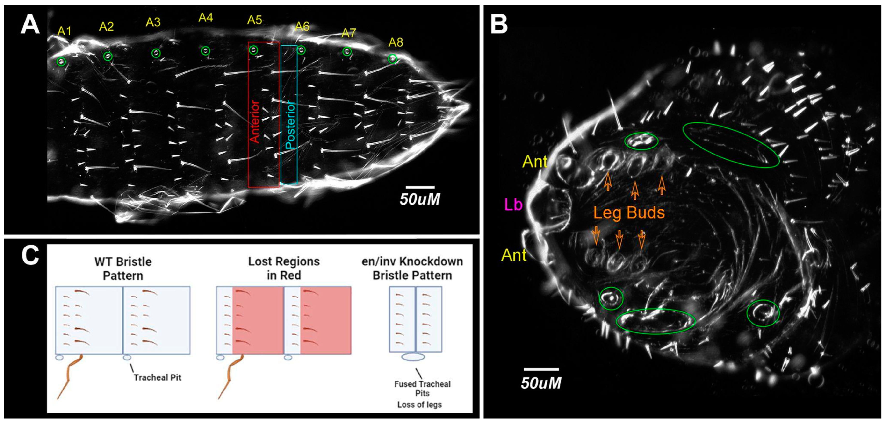 Insects 14 00691 g007 Insects 14 00691 g007