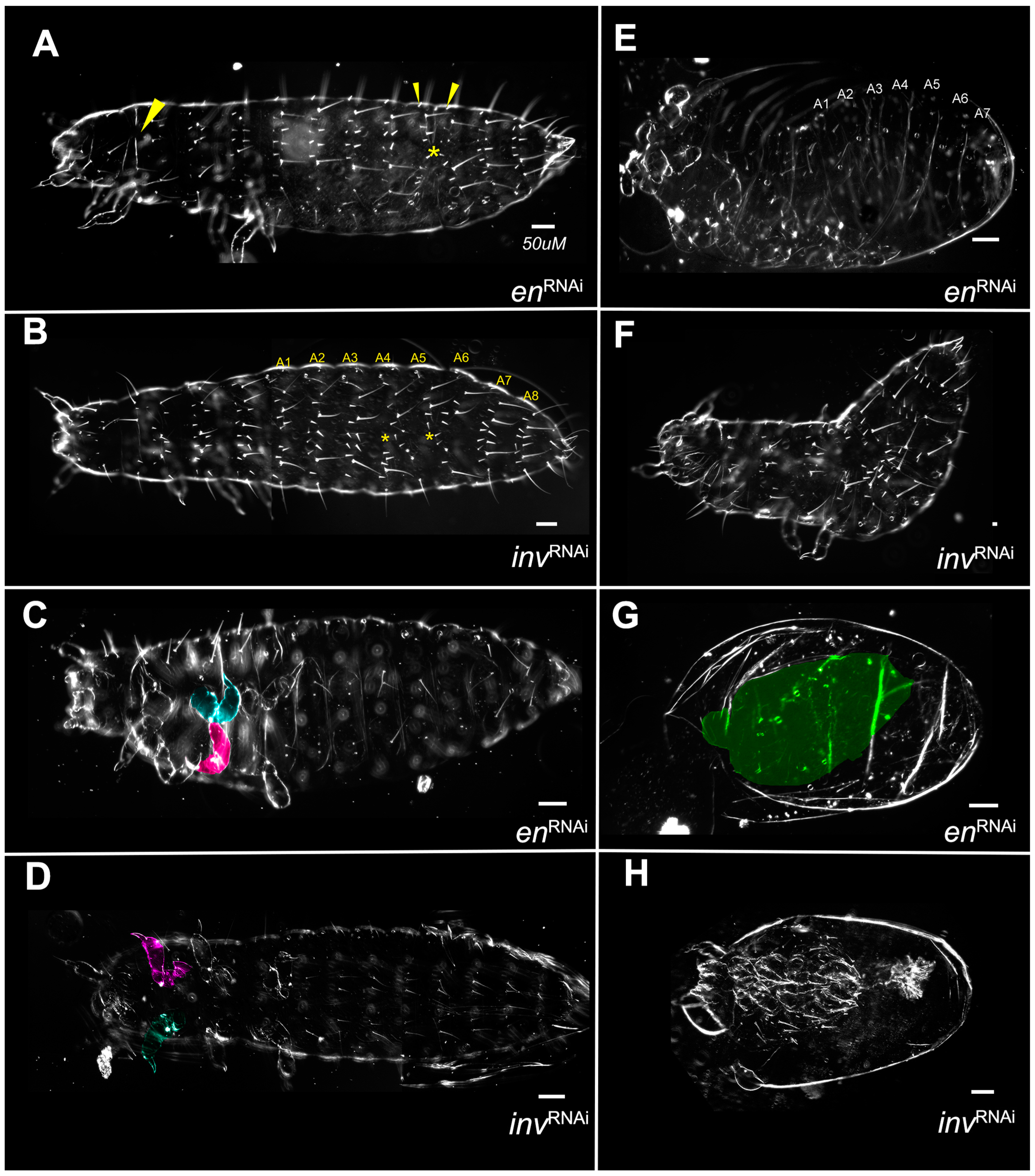 Insects 14 00691 g009 Insects 14 00691 g009