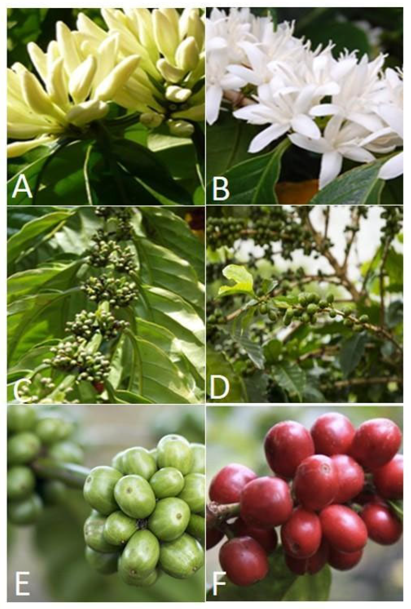 Insects 14 00694 g003 Insects 14 00694 g003