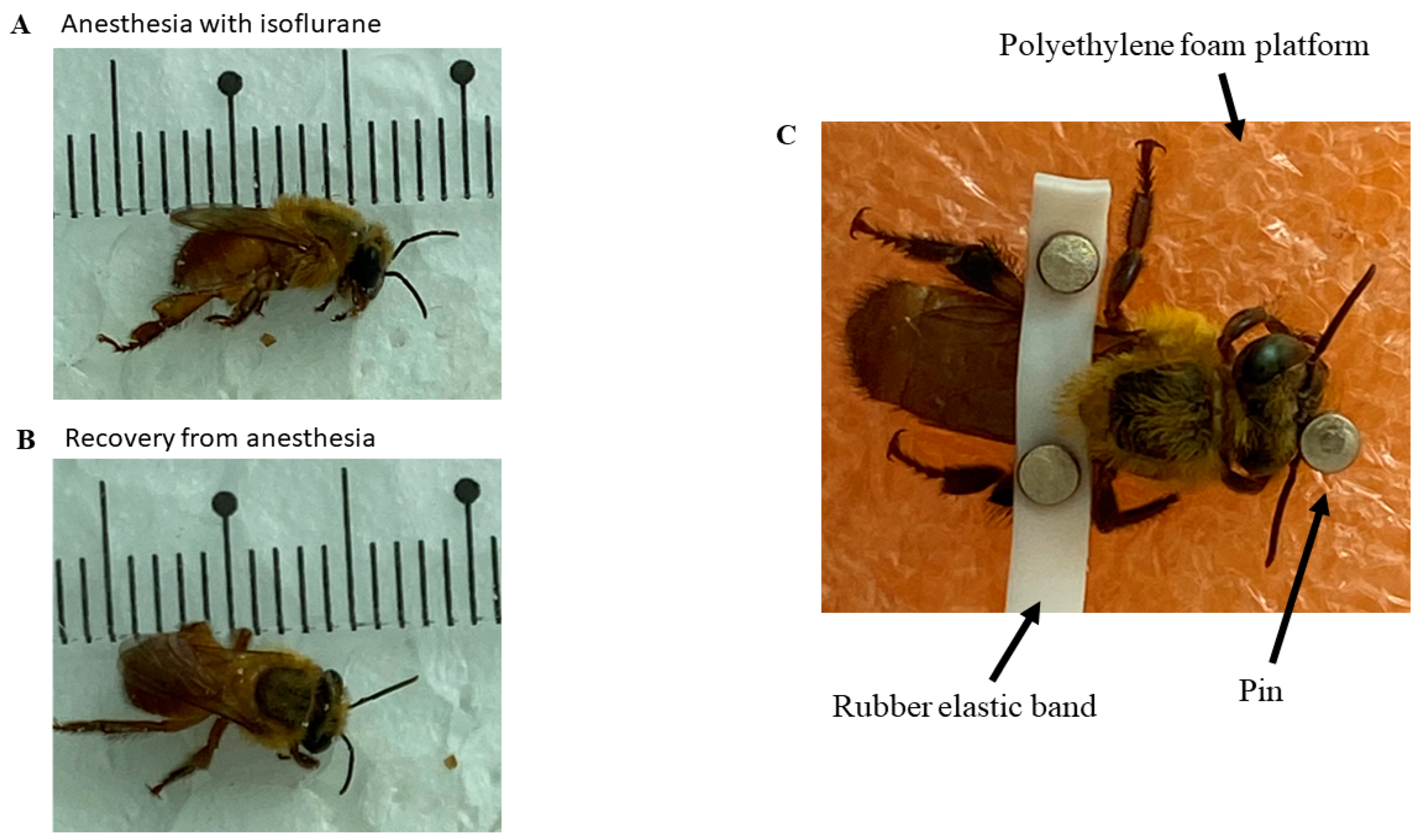 Insects 14 00696 g001 Insects 14 00696 g001