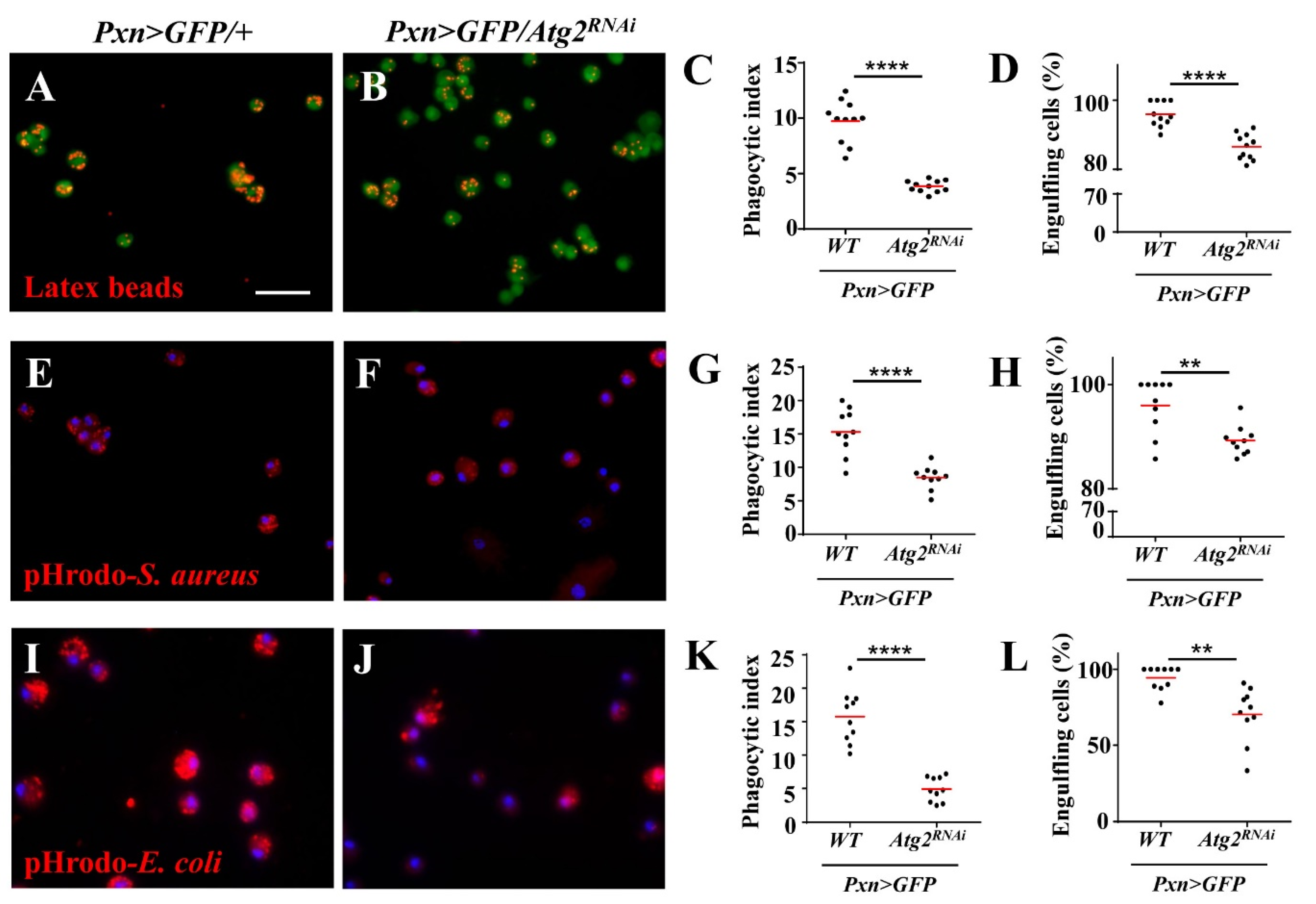 Insects 14 00706 g002 Insects 14 00706 g002