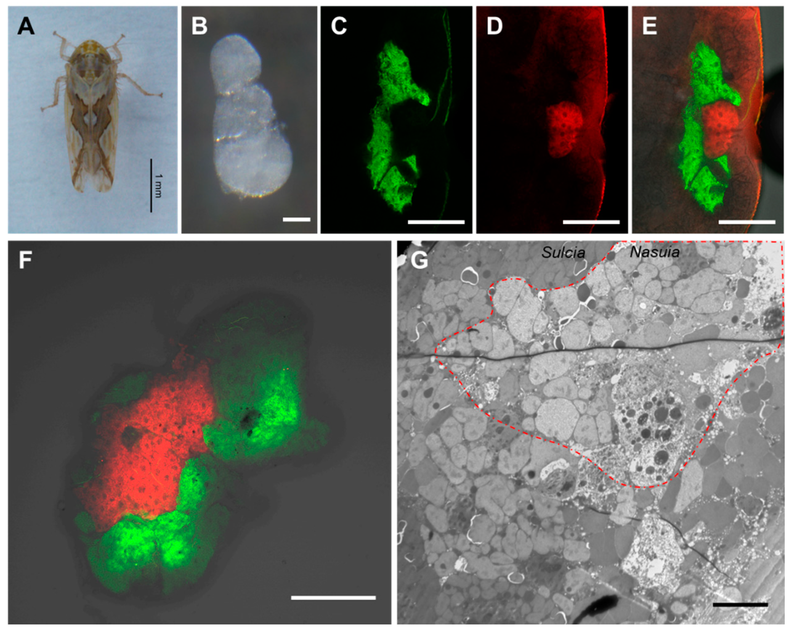Insects 14 00710 g001 Insects 14 00710 g001