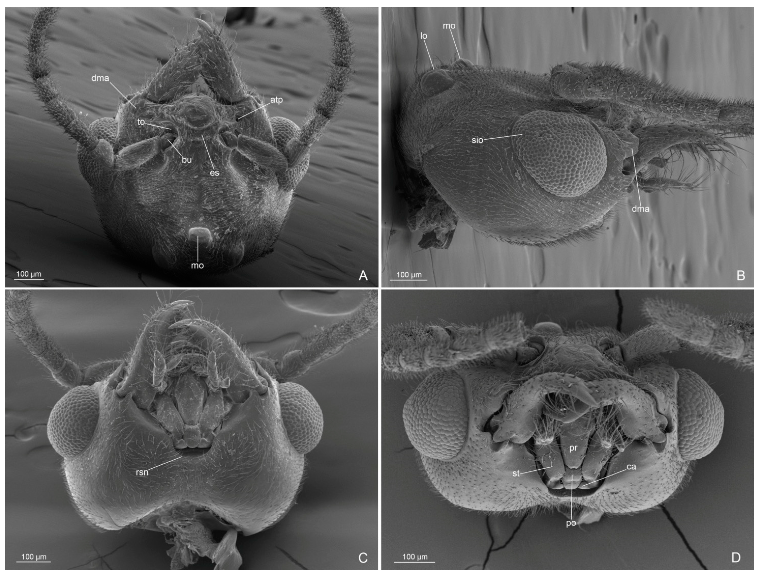 Insects 14 00723 g002