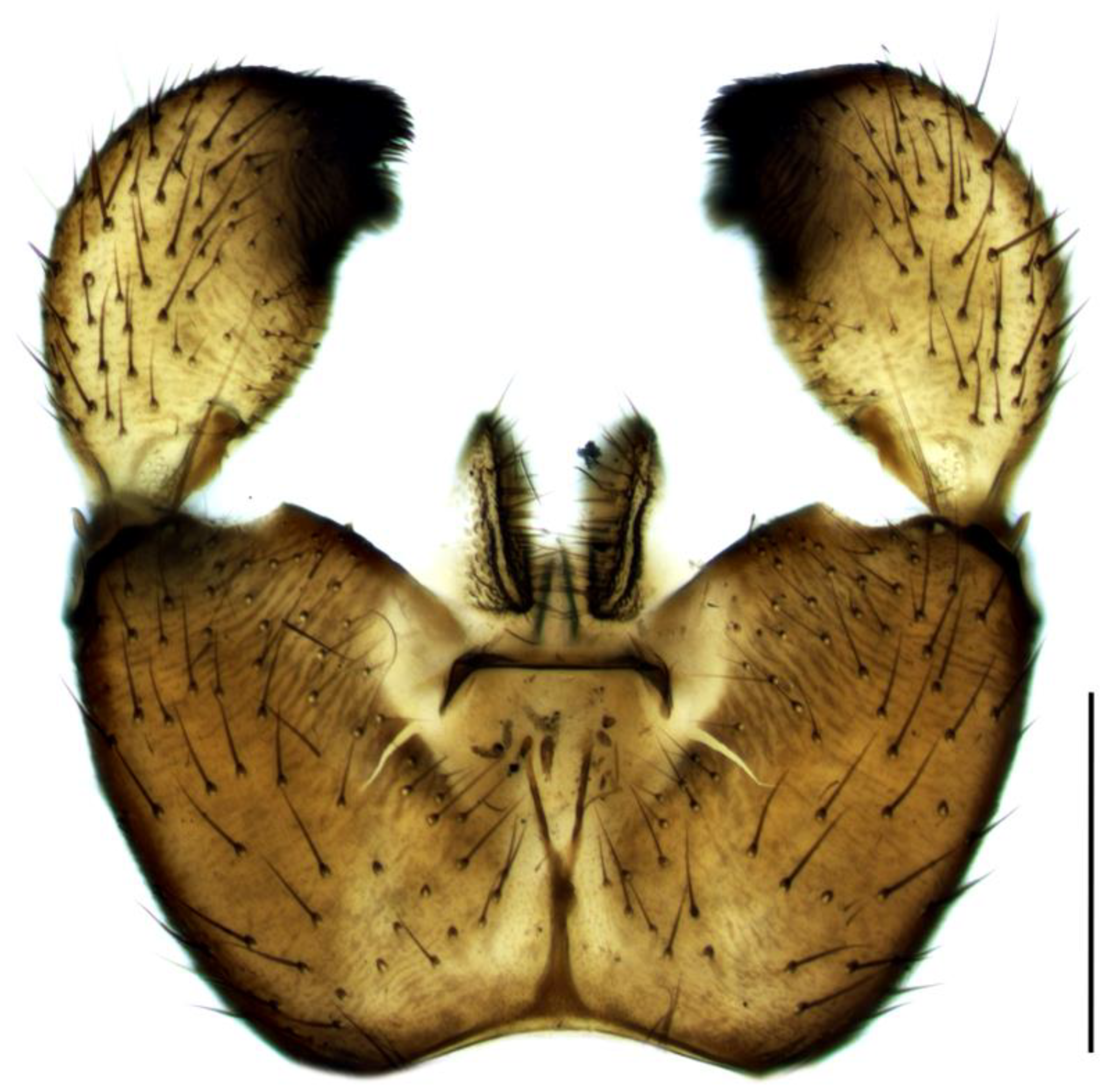 Insects 14 00732 g004