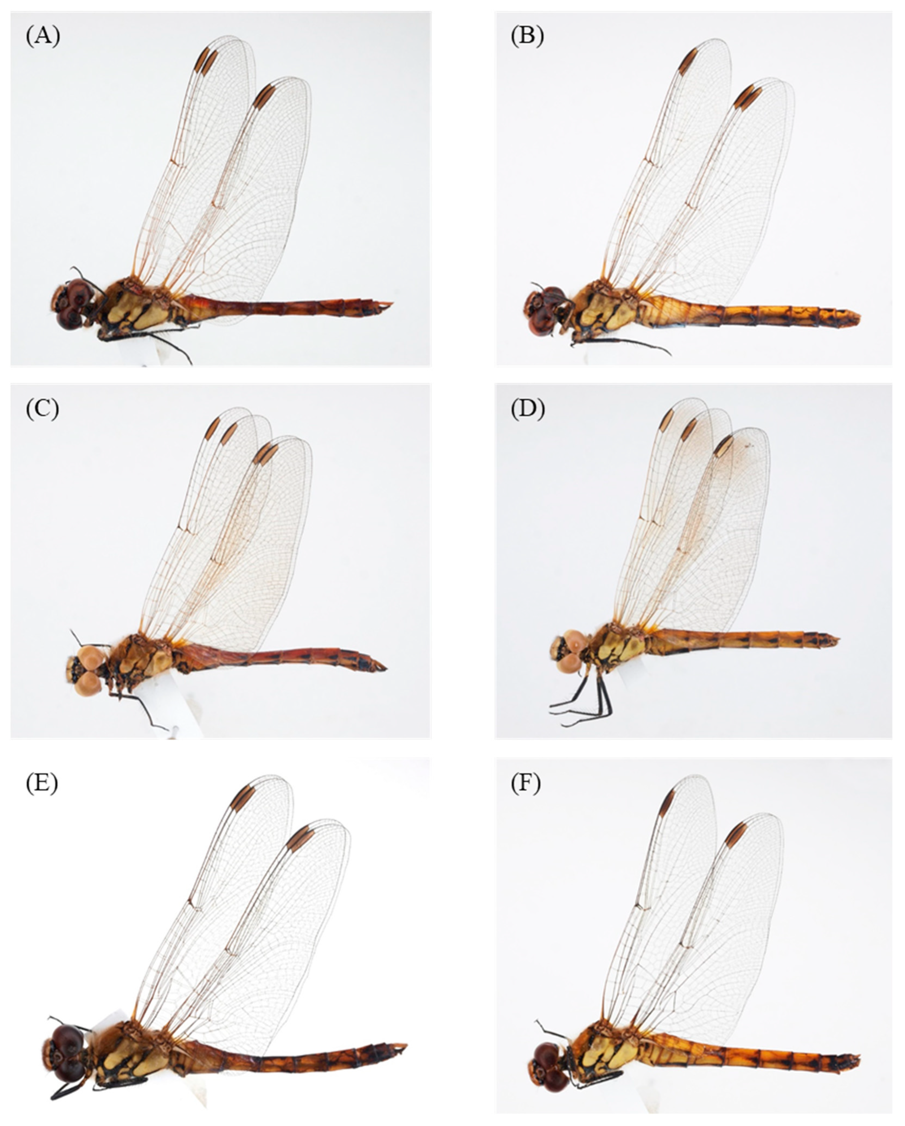 Insects 14 00733 g003