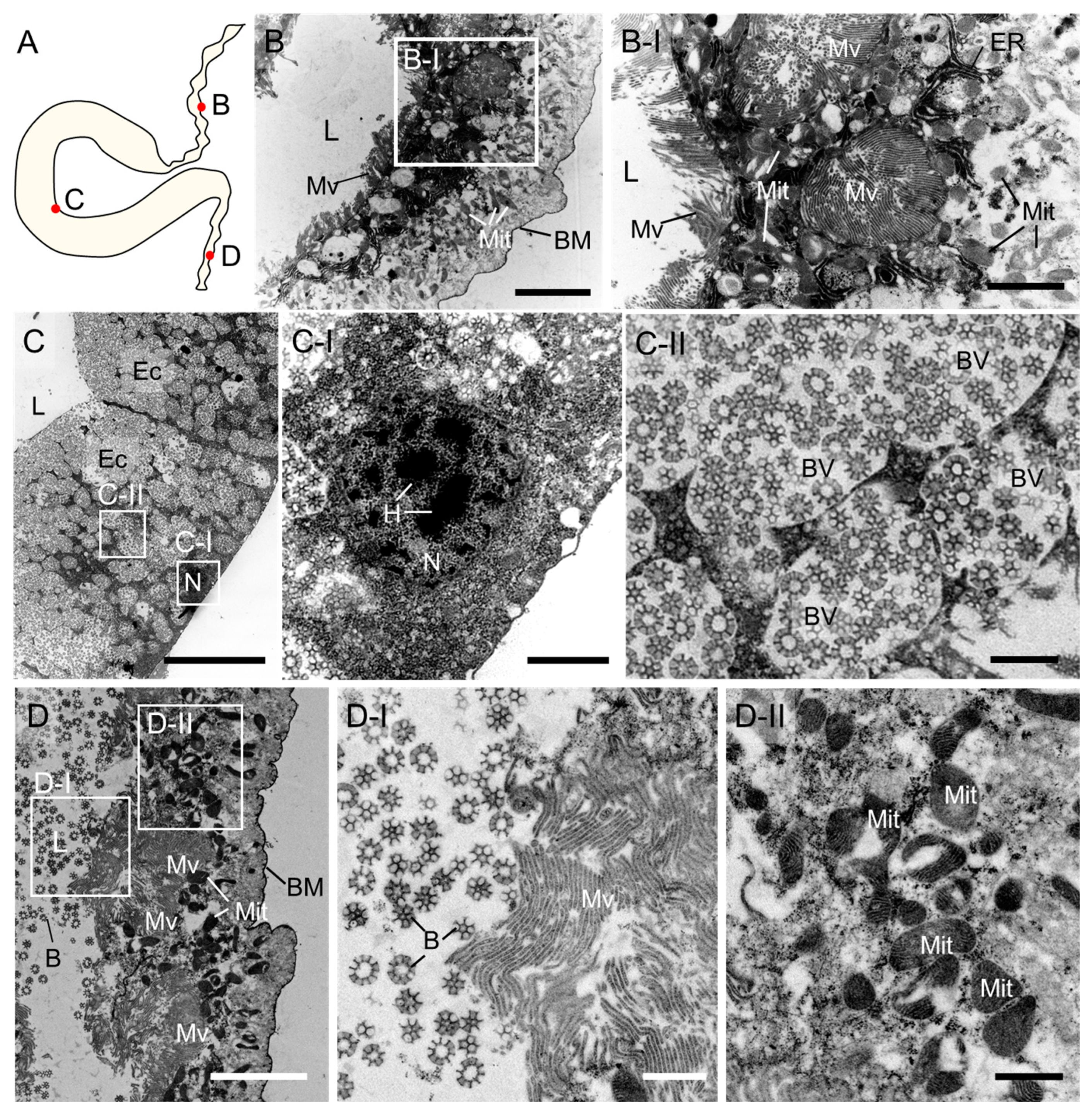 Insects 14 00734 g003