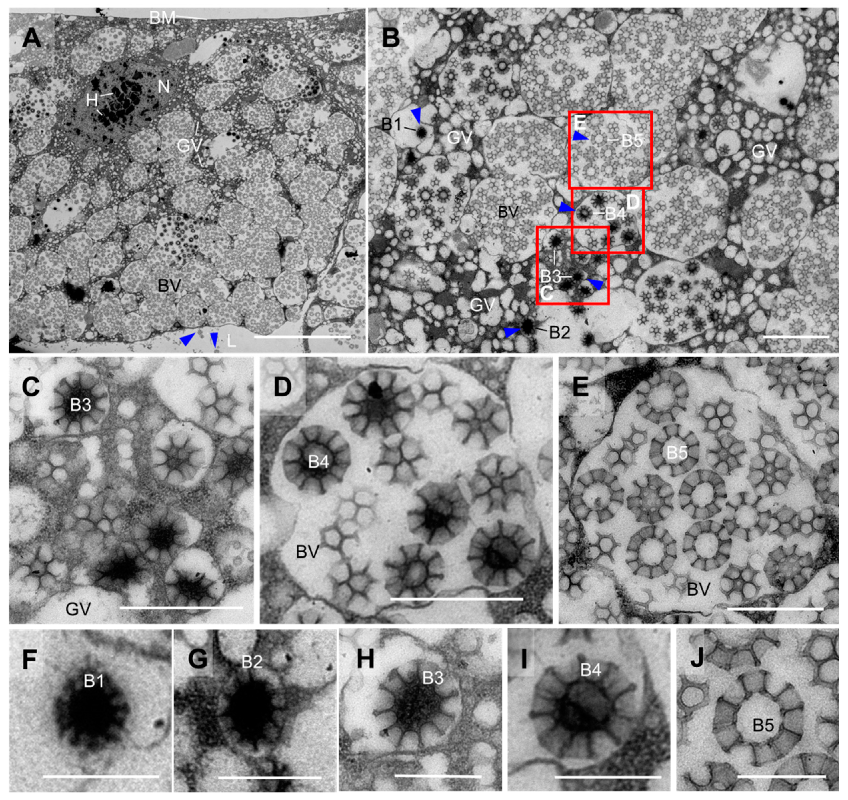Insects 14 00734 g004