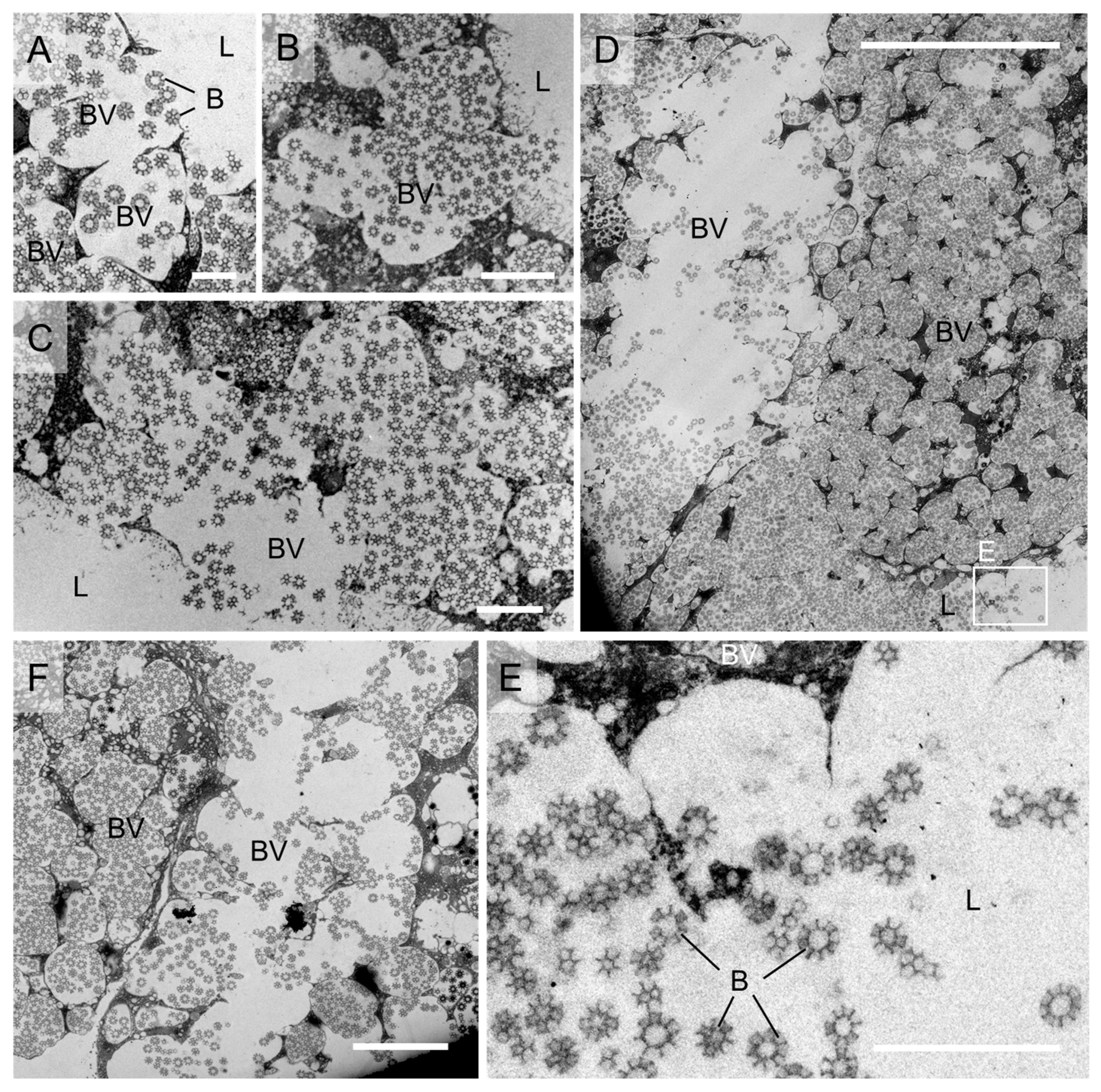 Insects 14 00734 g005