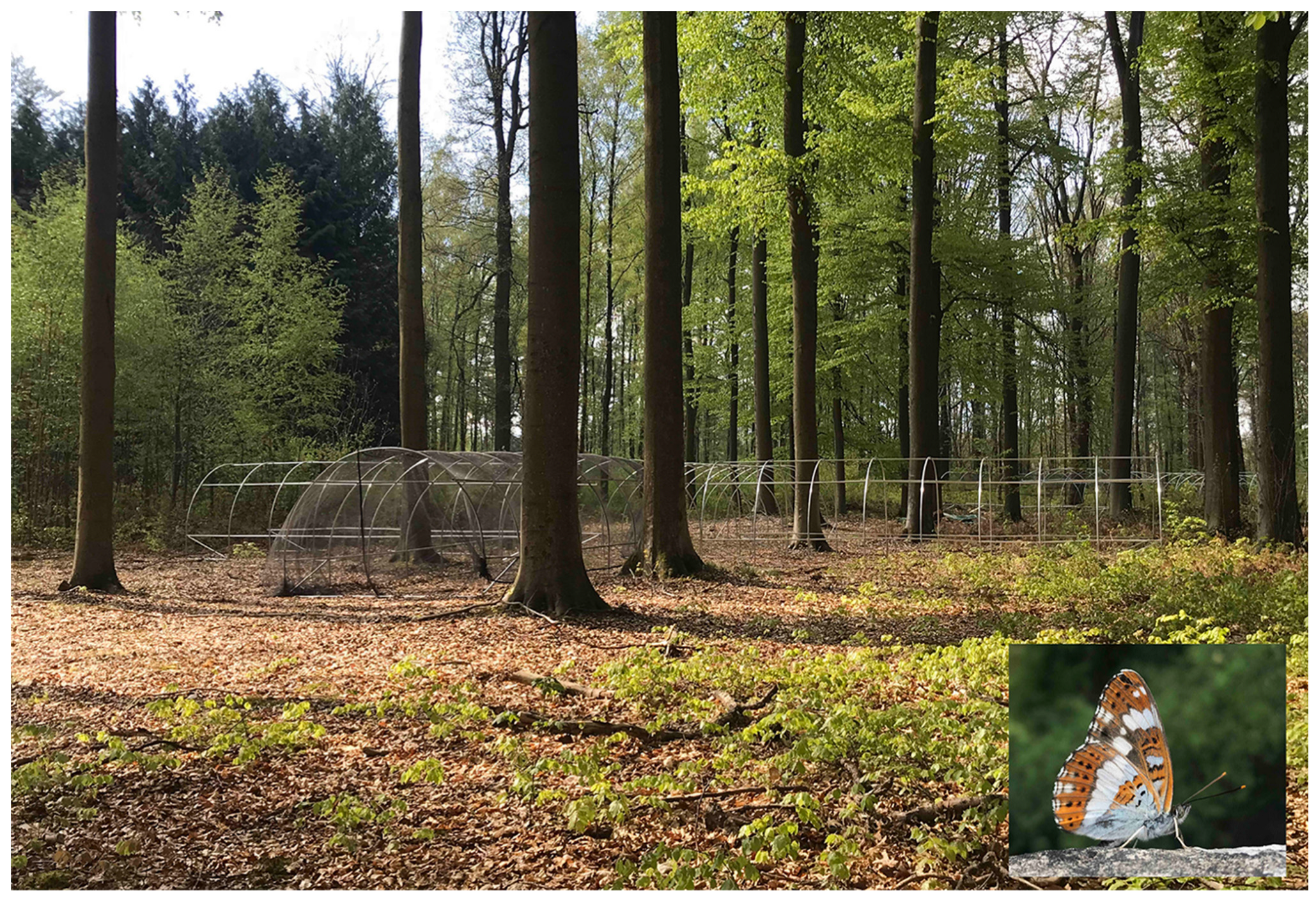 Insects 14 00737 g003