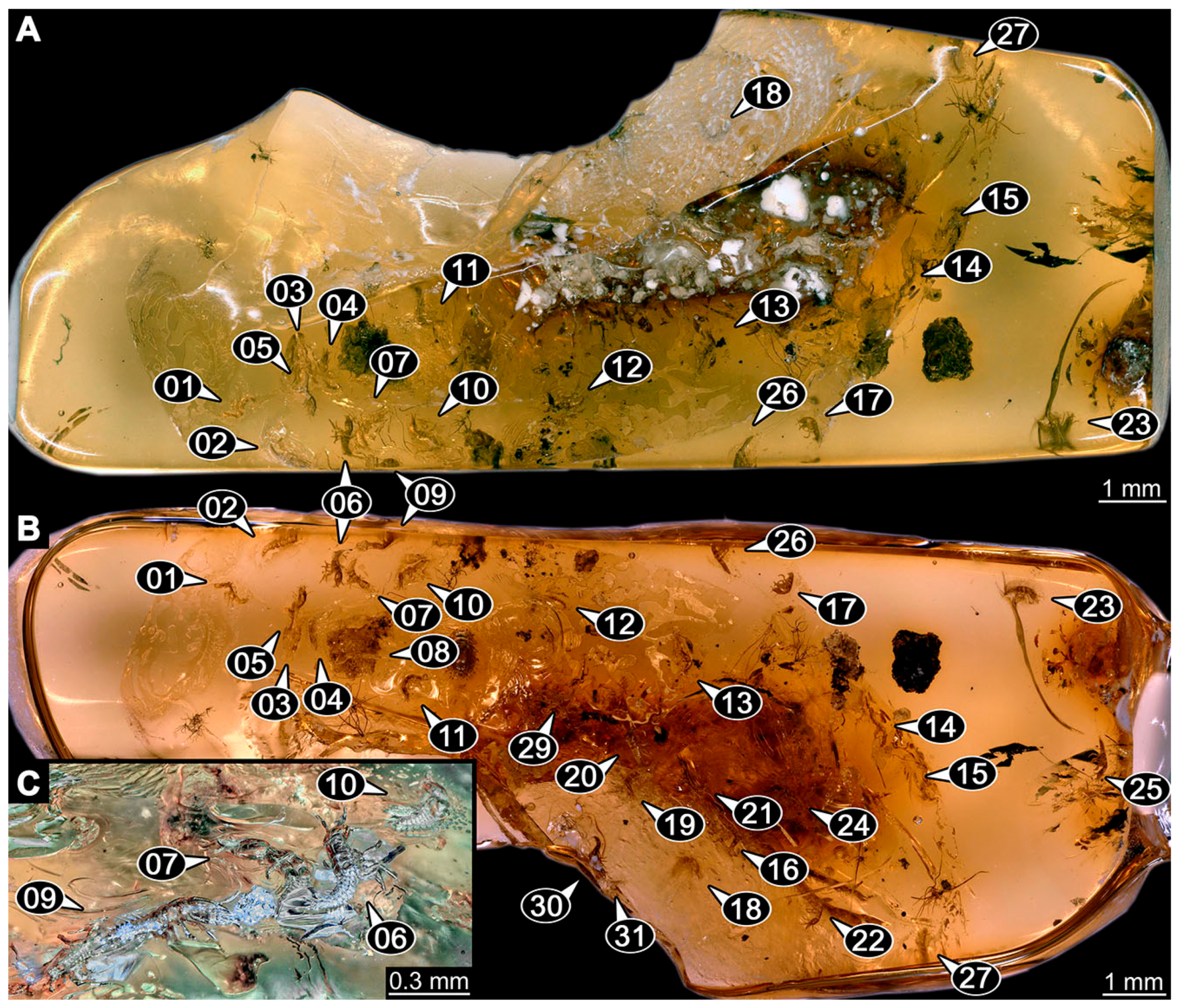 Insects 14 00749 g004
