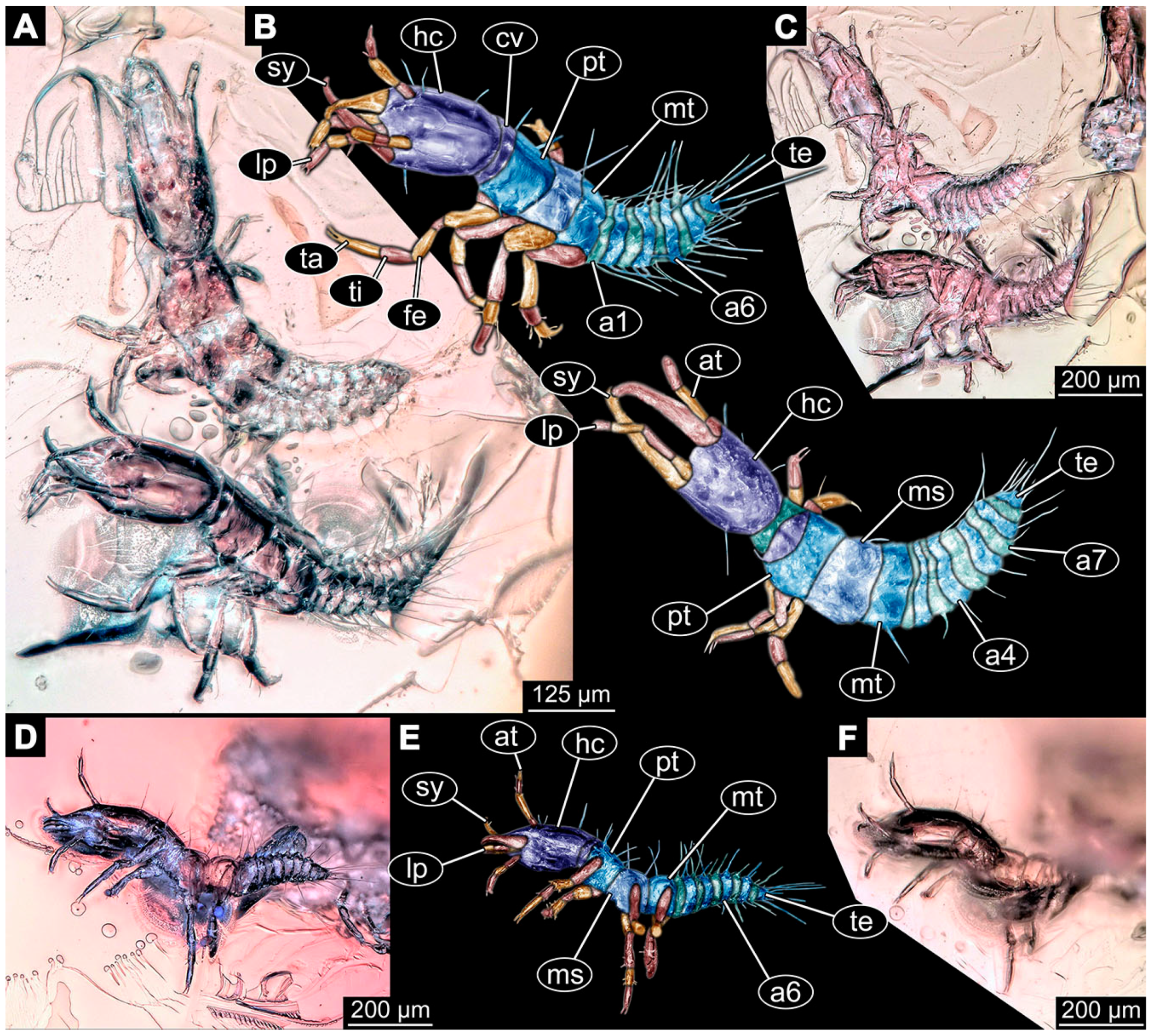 Insects 14 00749 g006