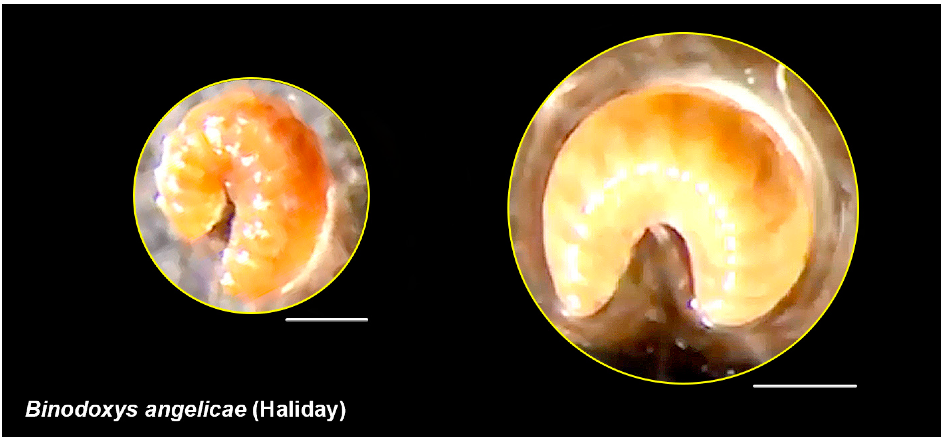 Insects 14 00763 g005