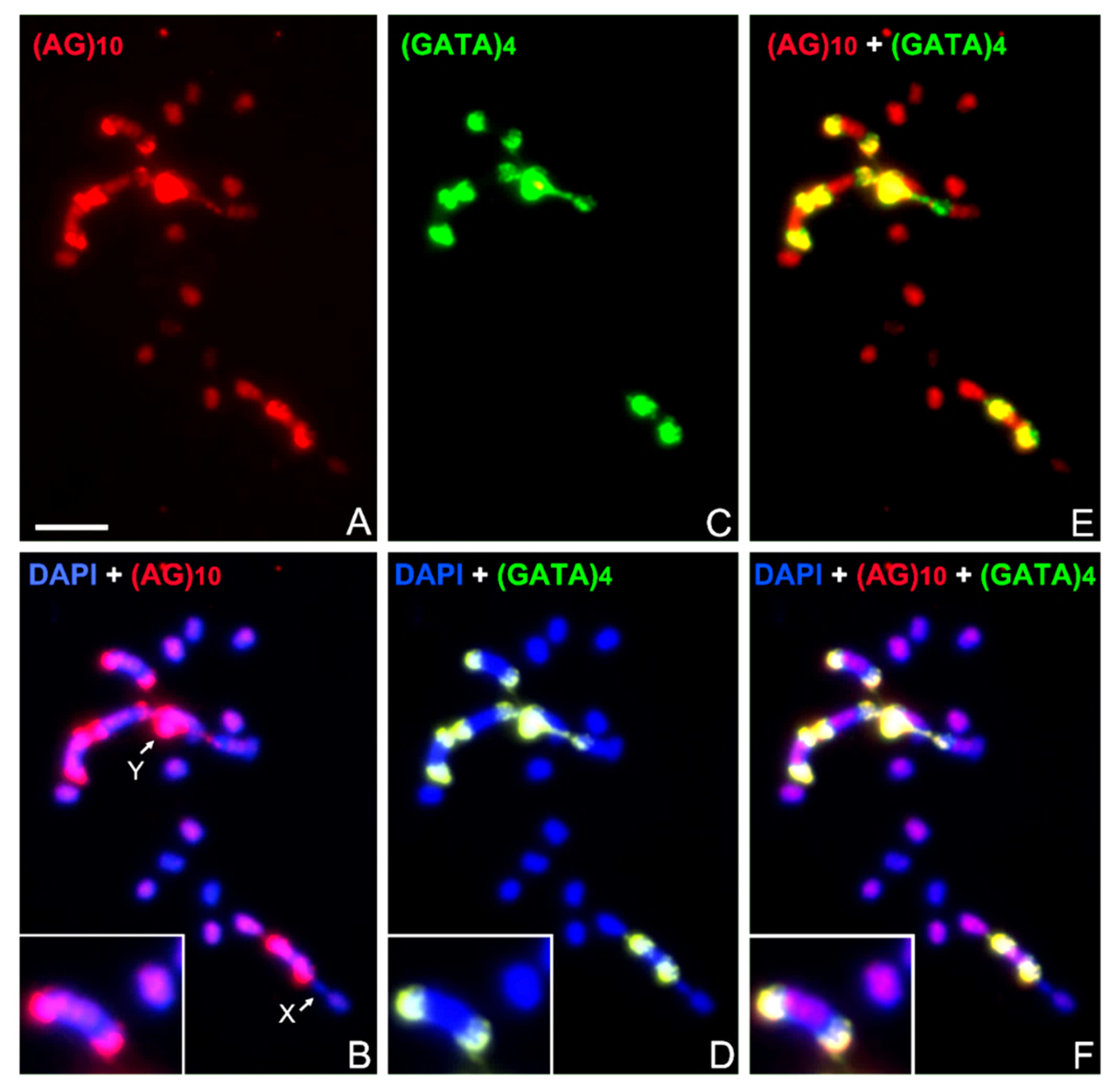 Insects Free FullText Differential Spreading of Microsatellites in