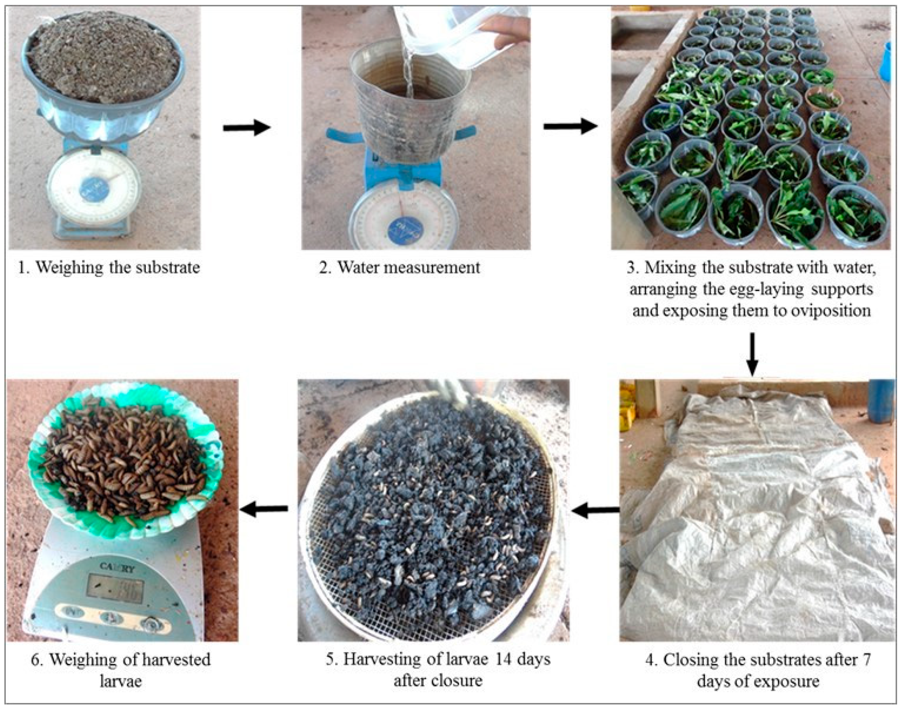 Insects 14 00776 g002