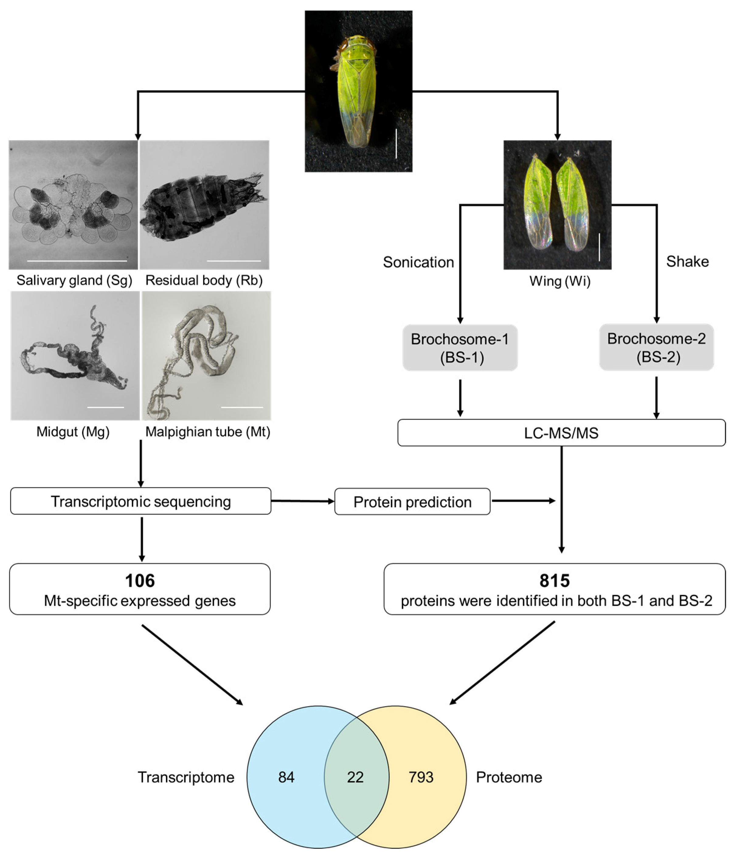 Insects 14 00784 g001