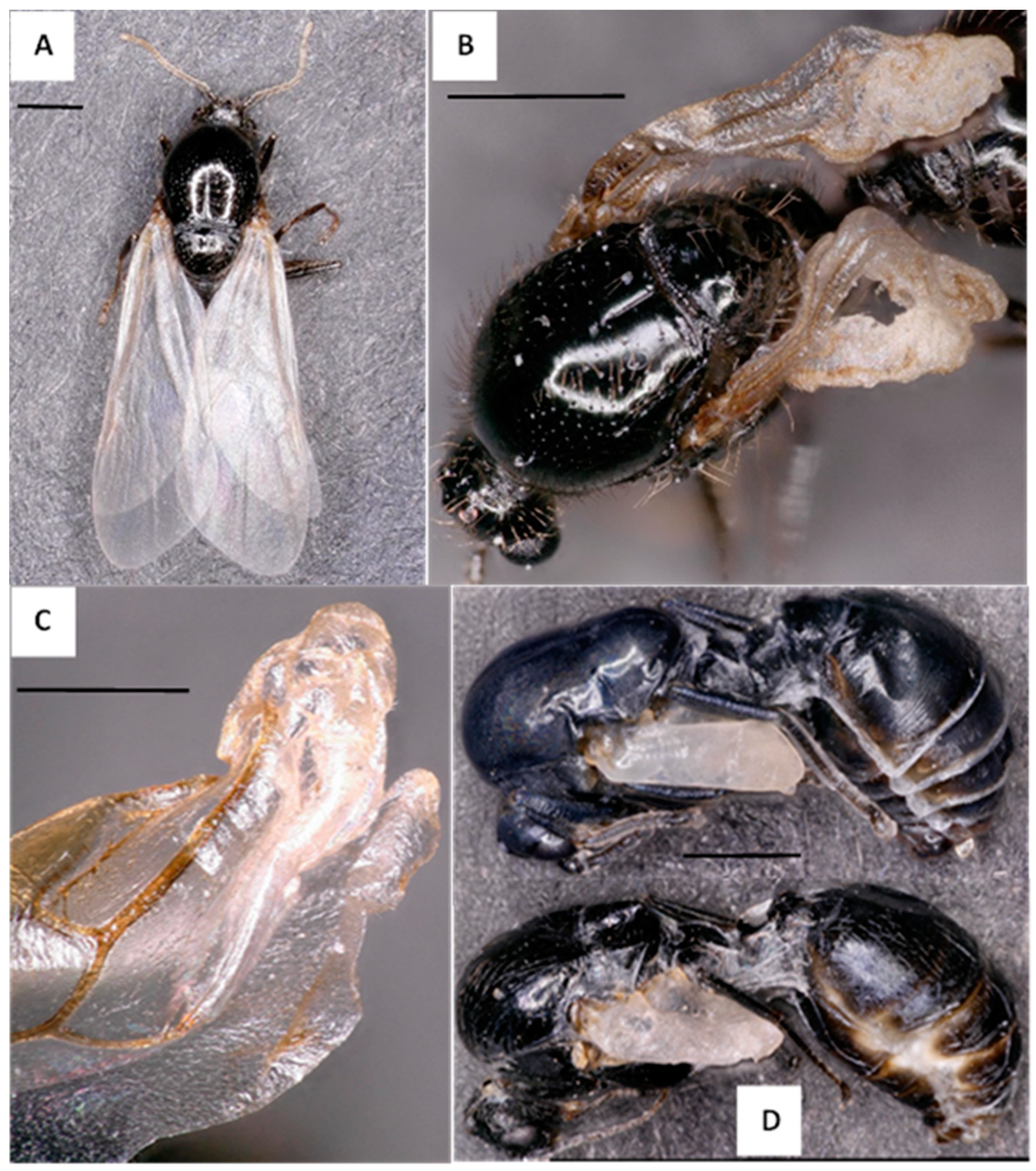 Insects 14 00788 g001