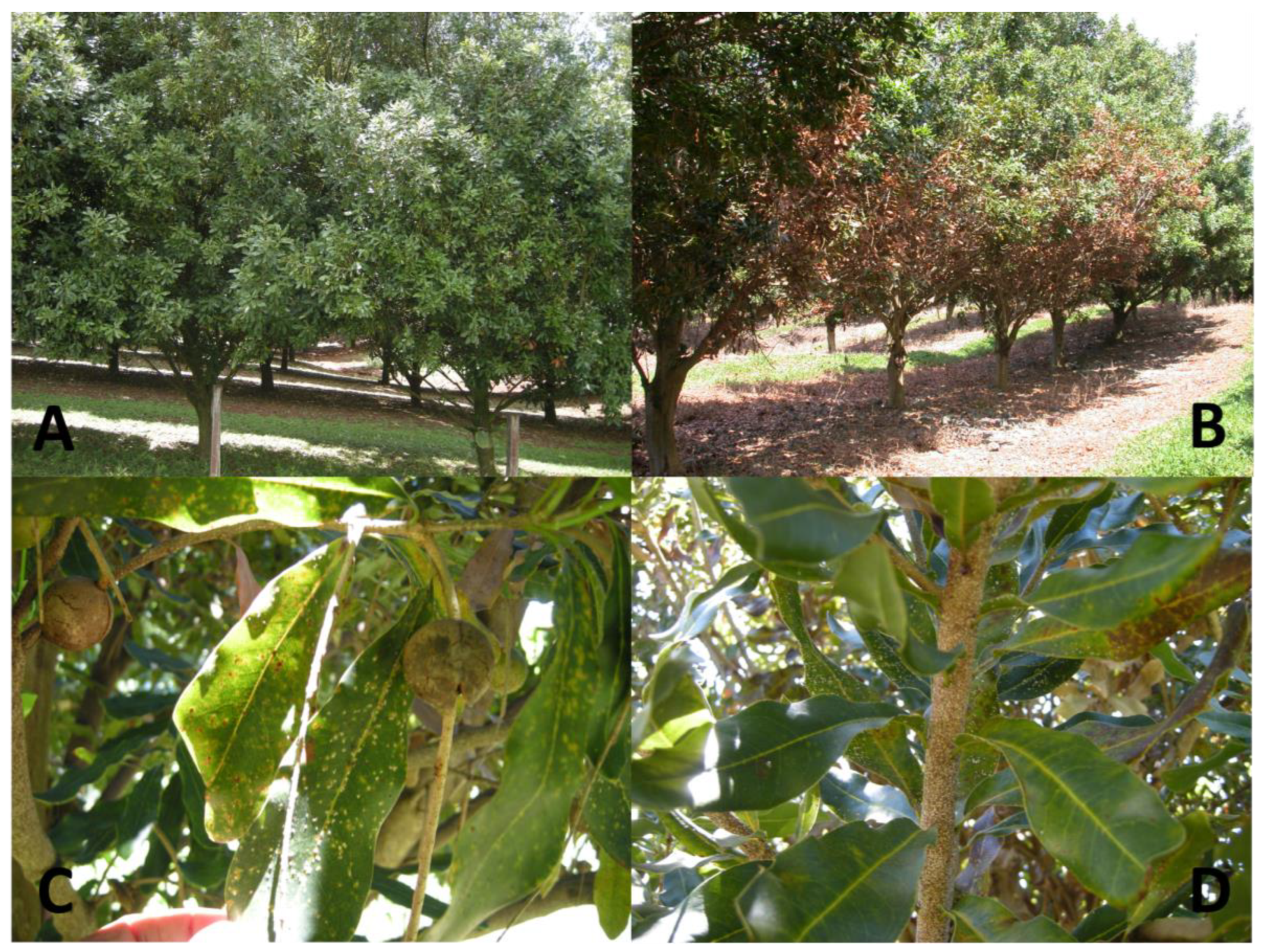 Insects 14 00793 g001