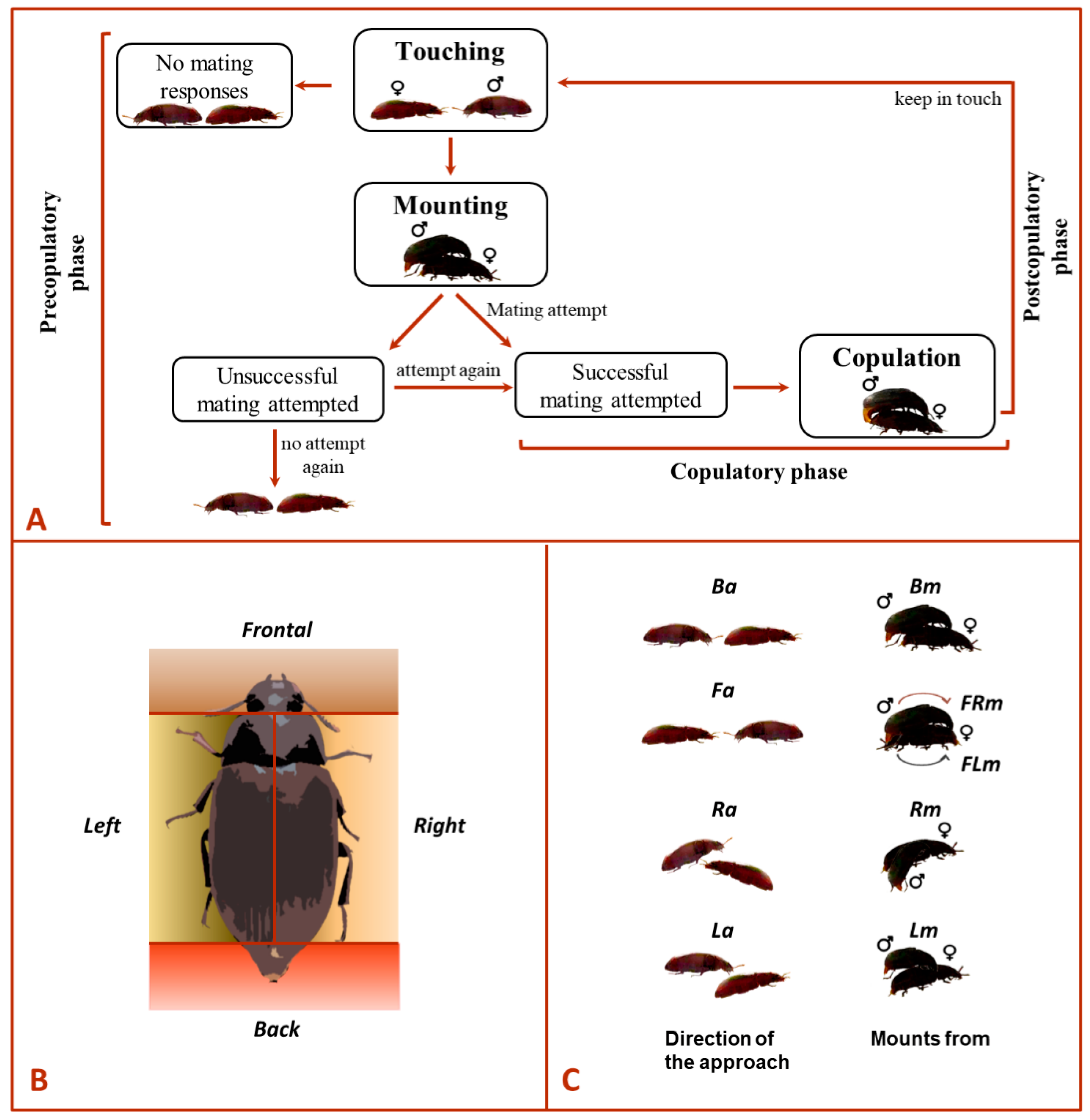 Lateralized Movements during the Mating Behavior, Which Are