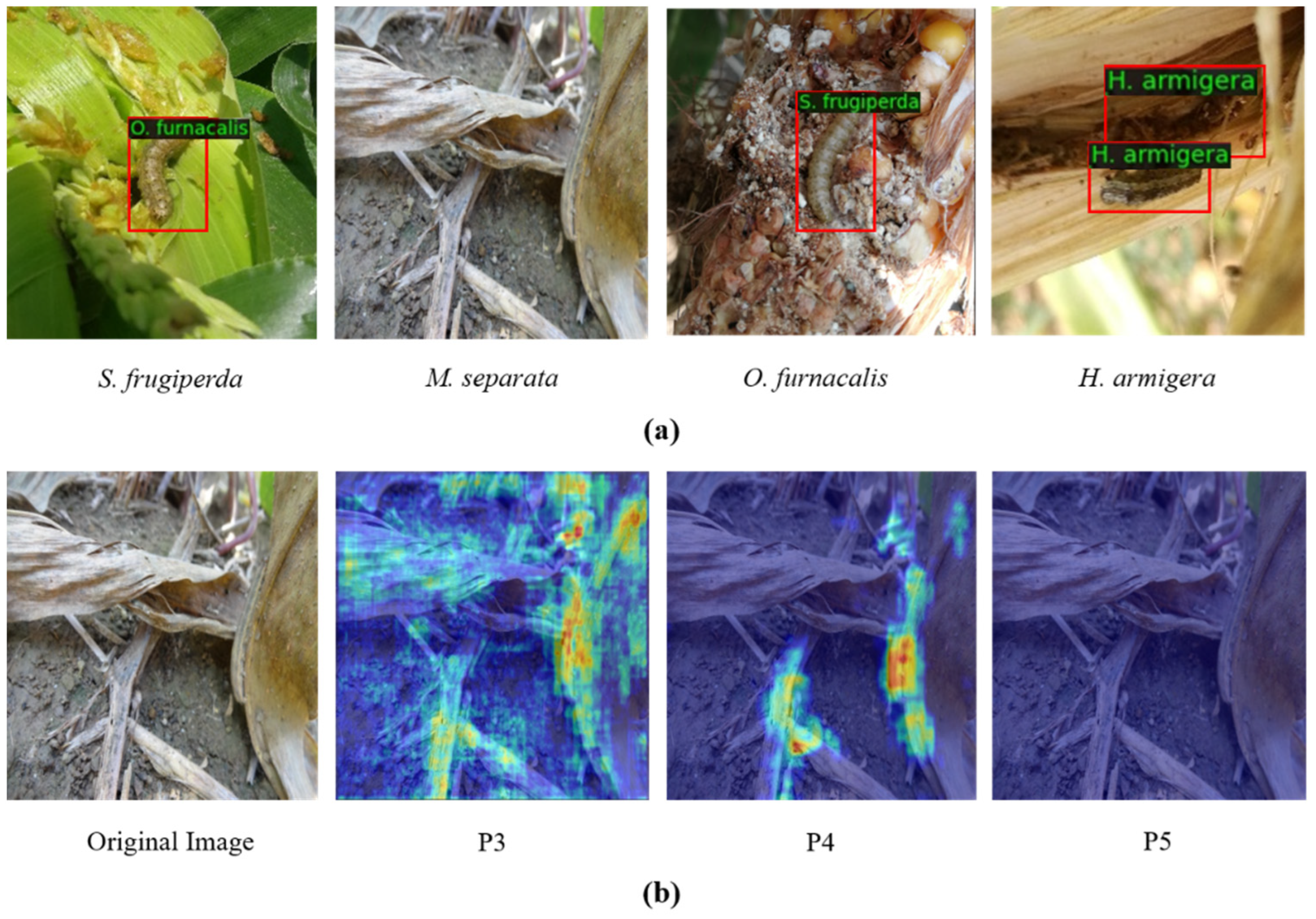 Insects 14 00819 g001