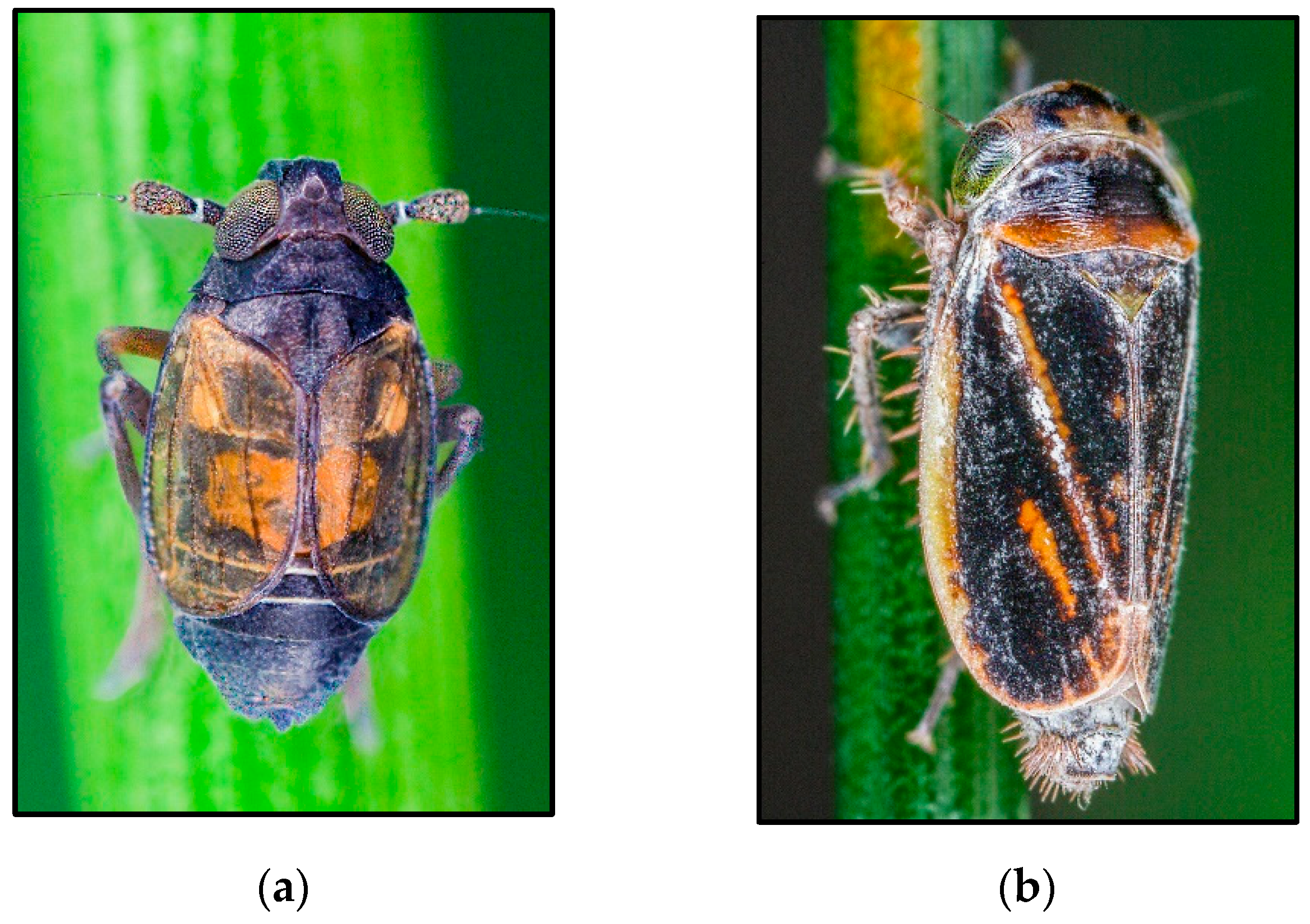 Insects 14 00820 g002 Insects 14 00820 g002