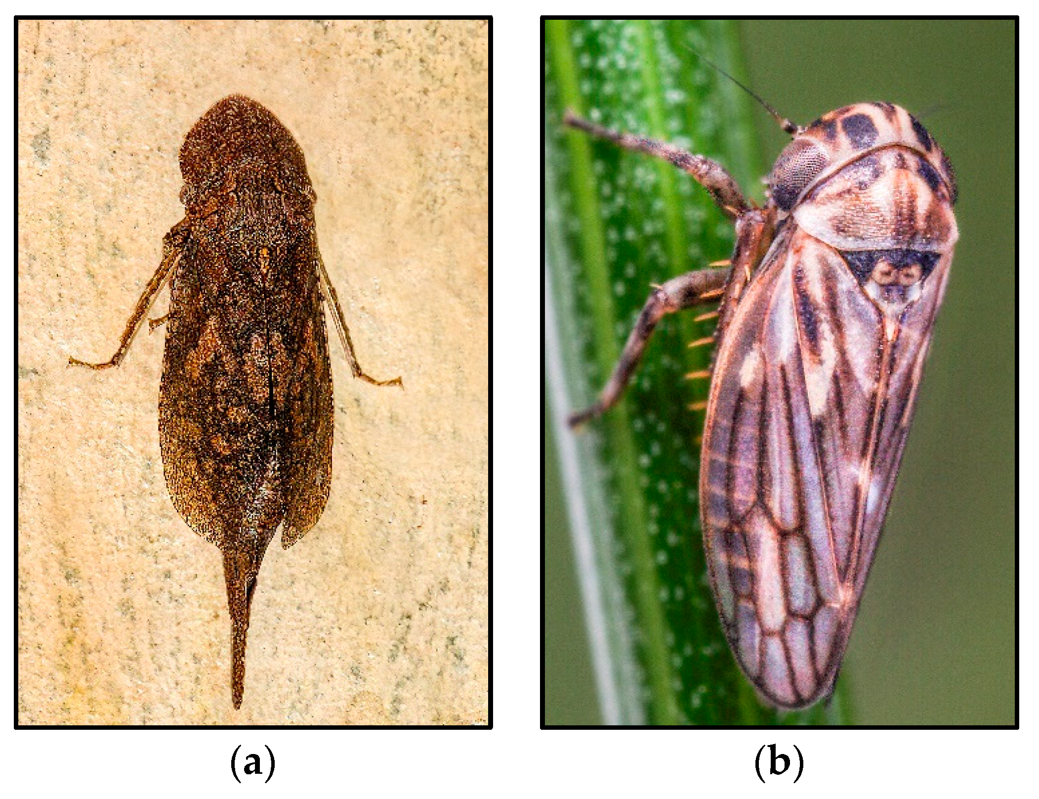 Insects 14 00820 g004 Insects 14 00820 g004