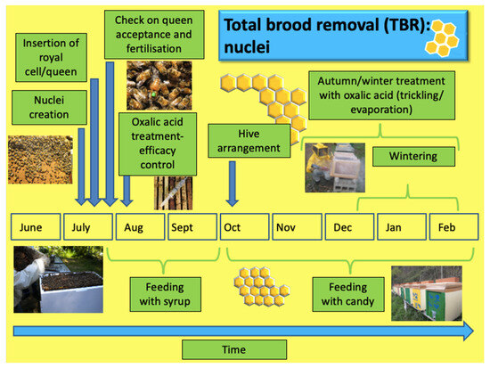 Interview with a Beekeeper — Botanical Formulations