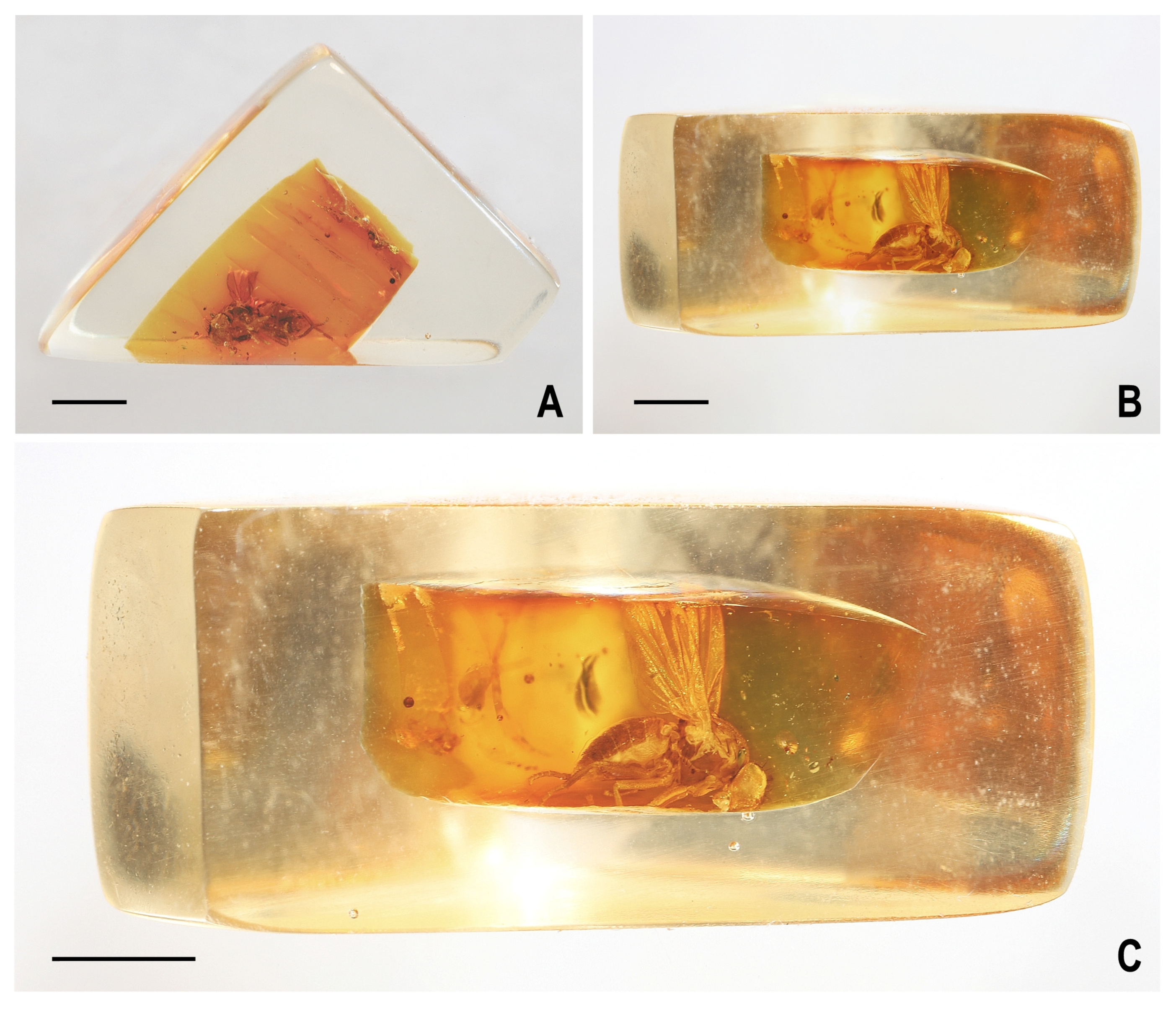 Insects 14 00835 g002