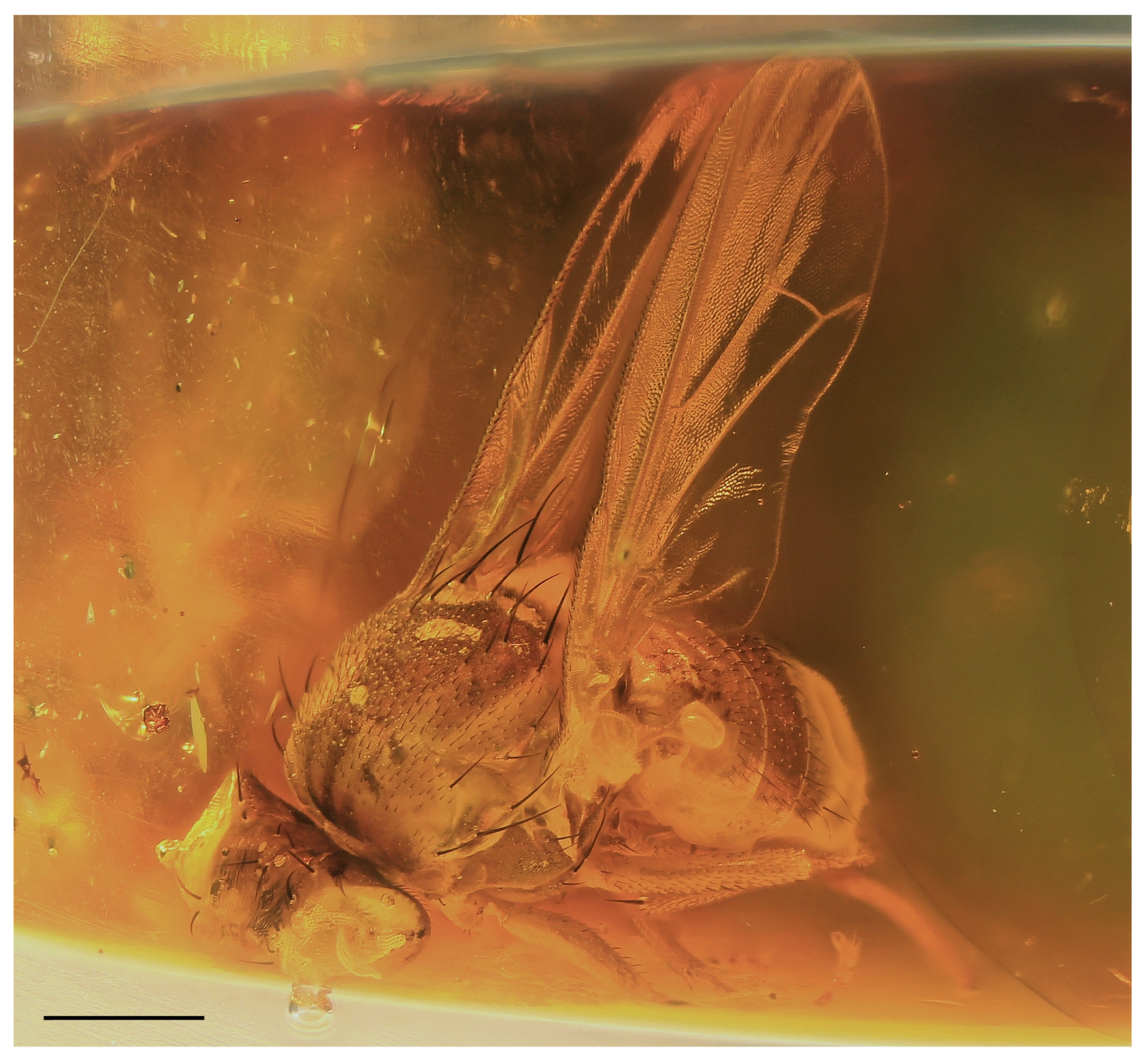 Insects 14 00835 g003