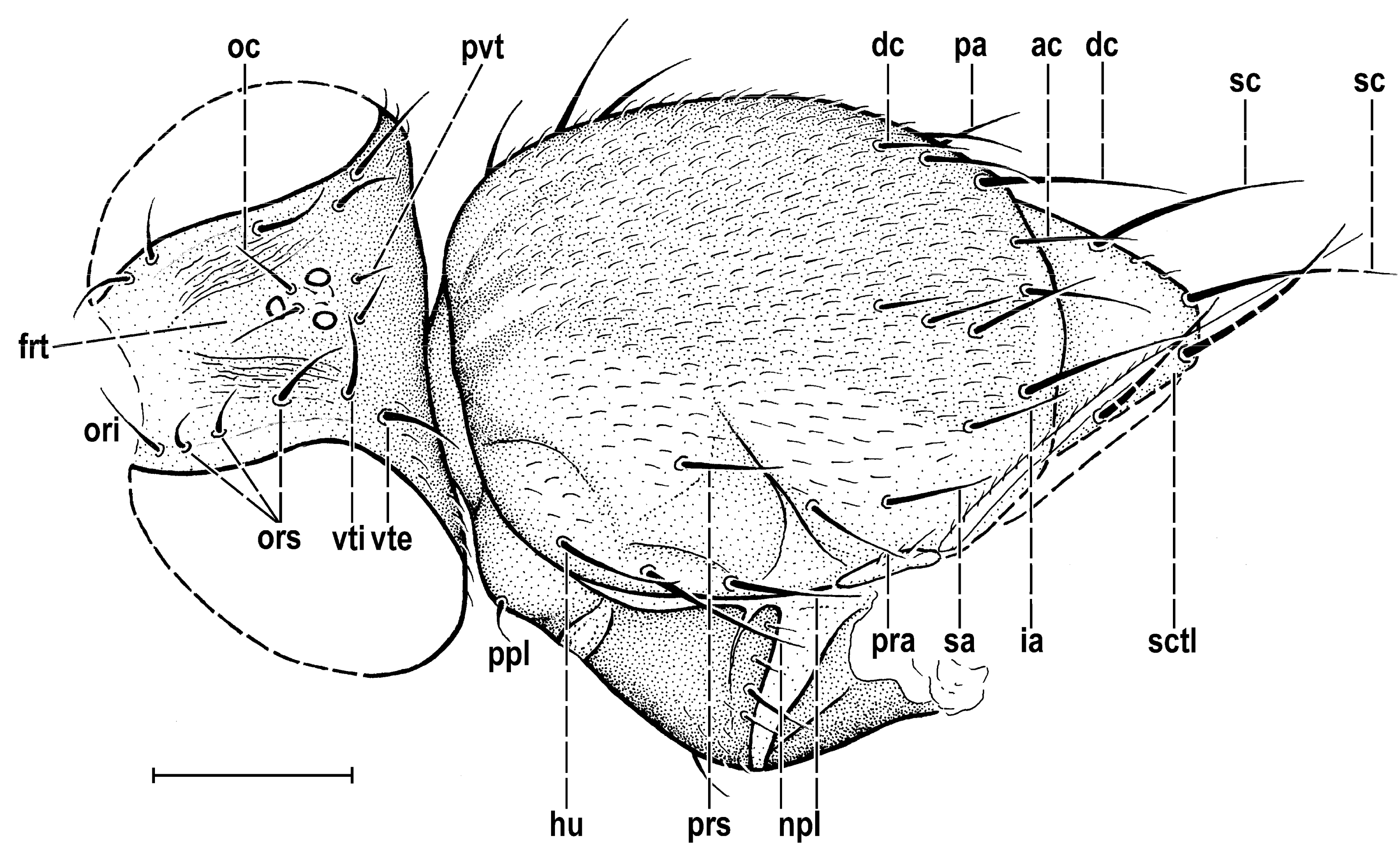 Insects 14 00835 g004