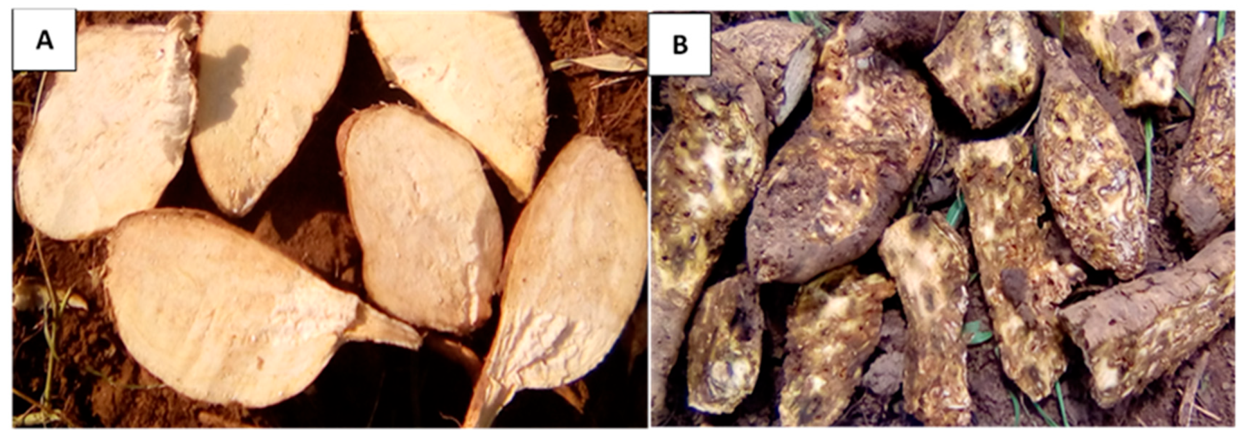 Insects 14 00837 g002 Insects 14 00837 g002