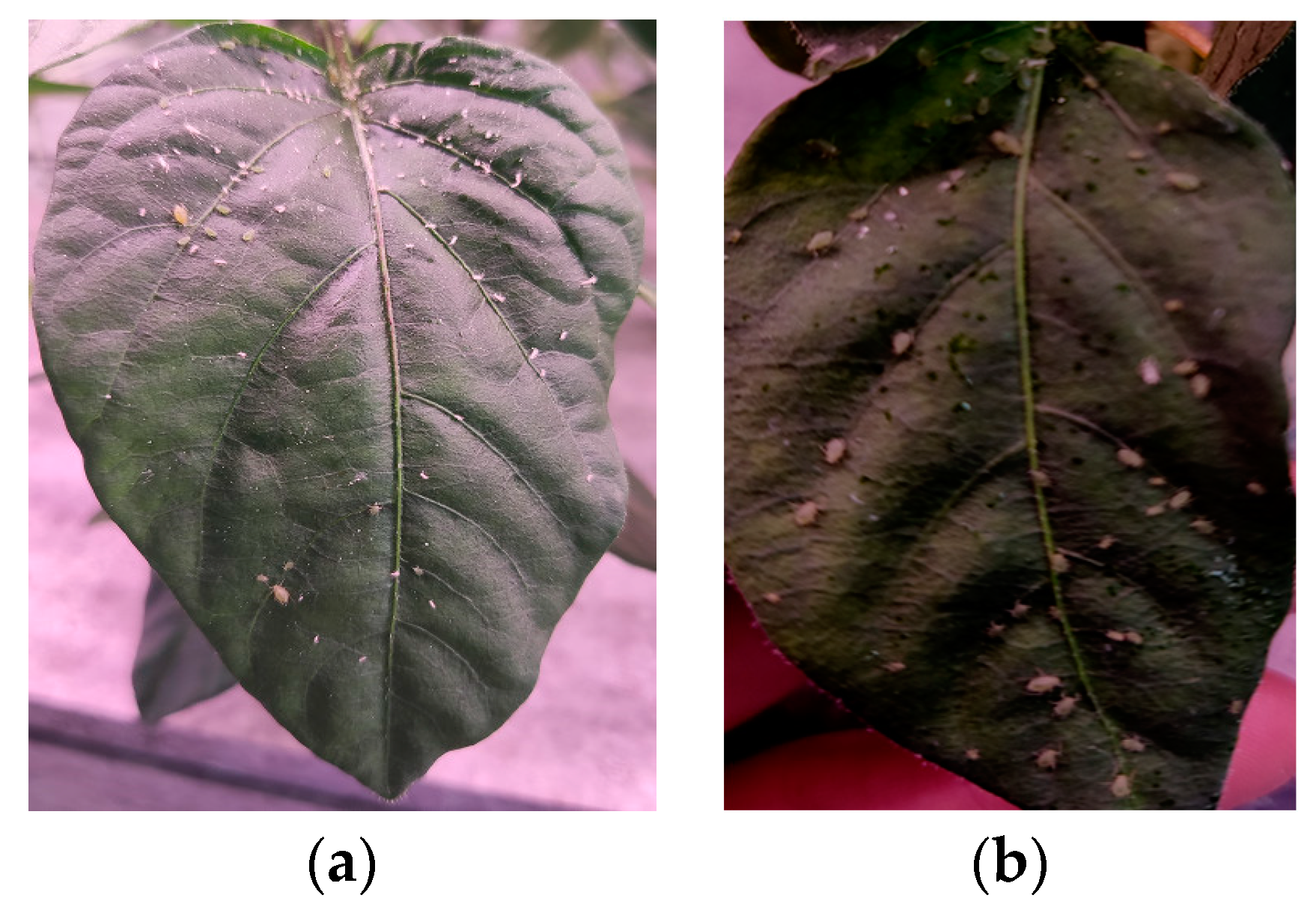 Insects 14 00839 g002