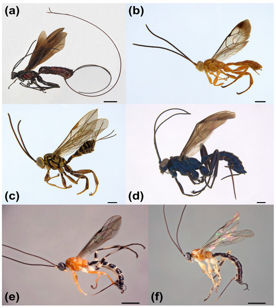 Variation in a Darwin Wasp (Hymenoptera: Ichneumonidae) Community 