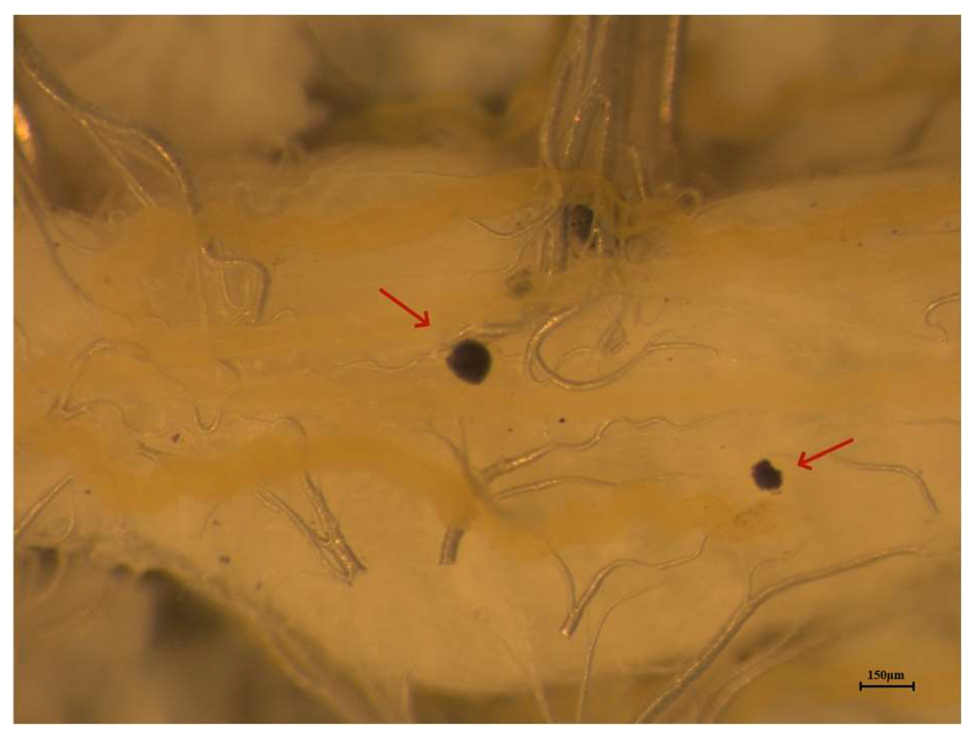 Insects 14 00864 g001