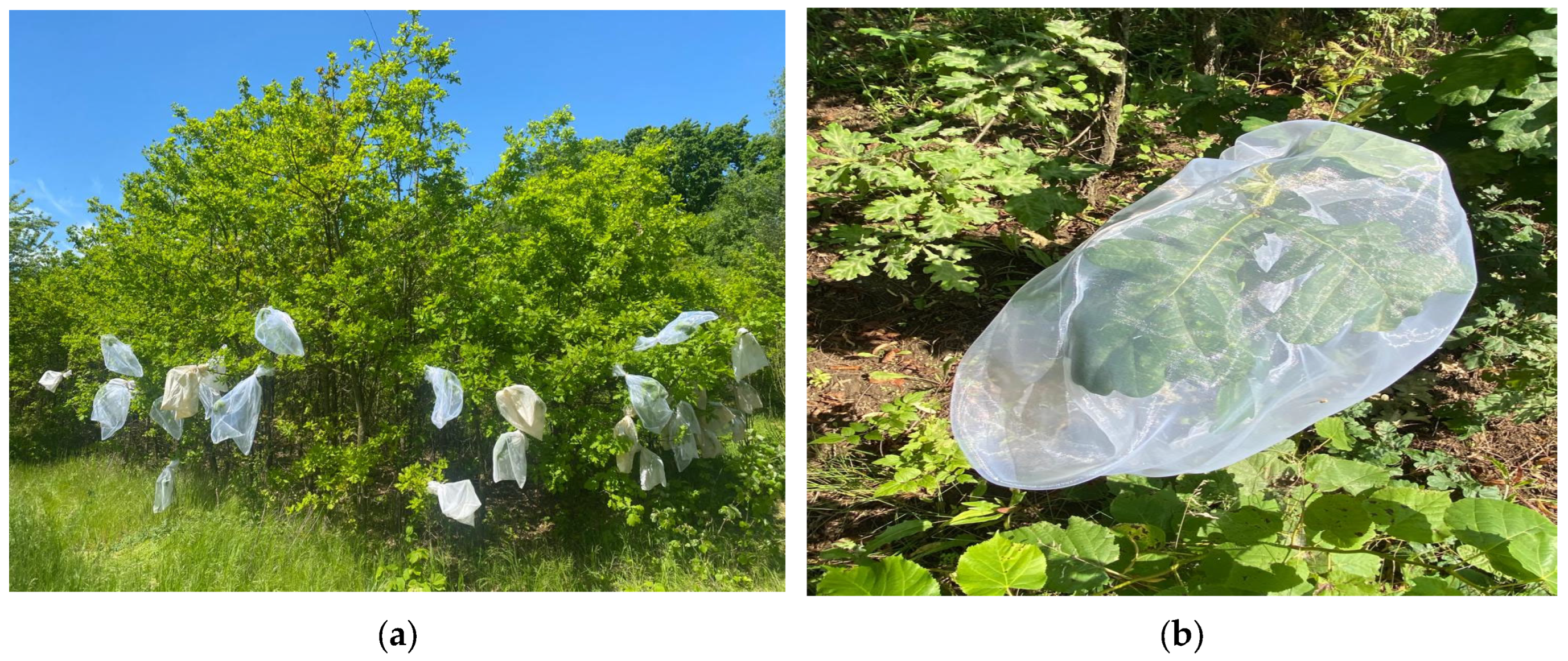 Insects 14 00882 g002