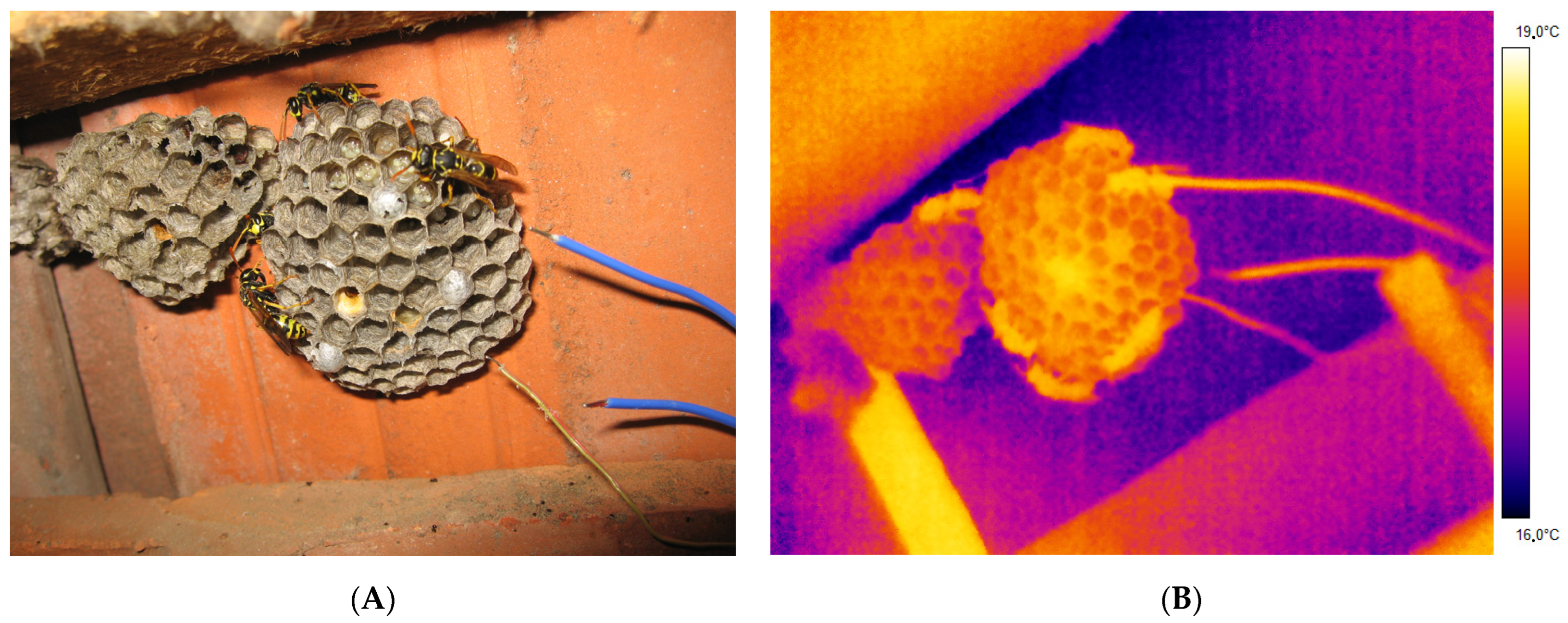 Insects 14 00886 g001 Insects 14 00886 g001