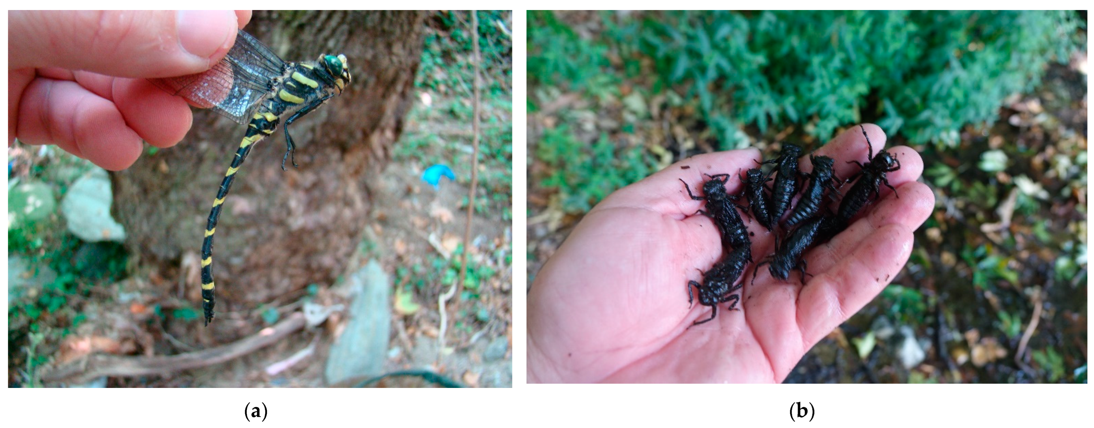 Insects 14 00896 g001